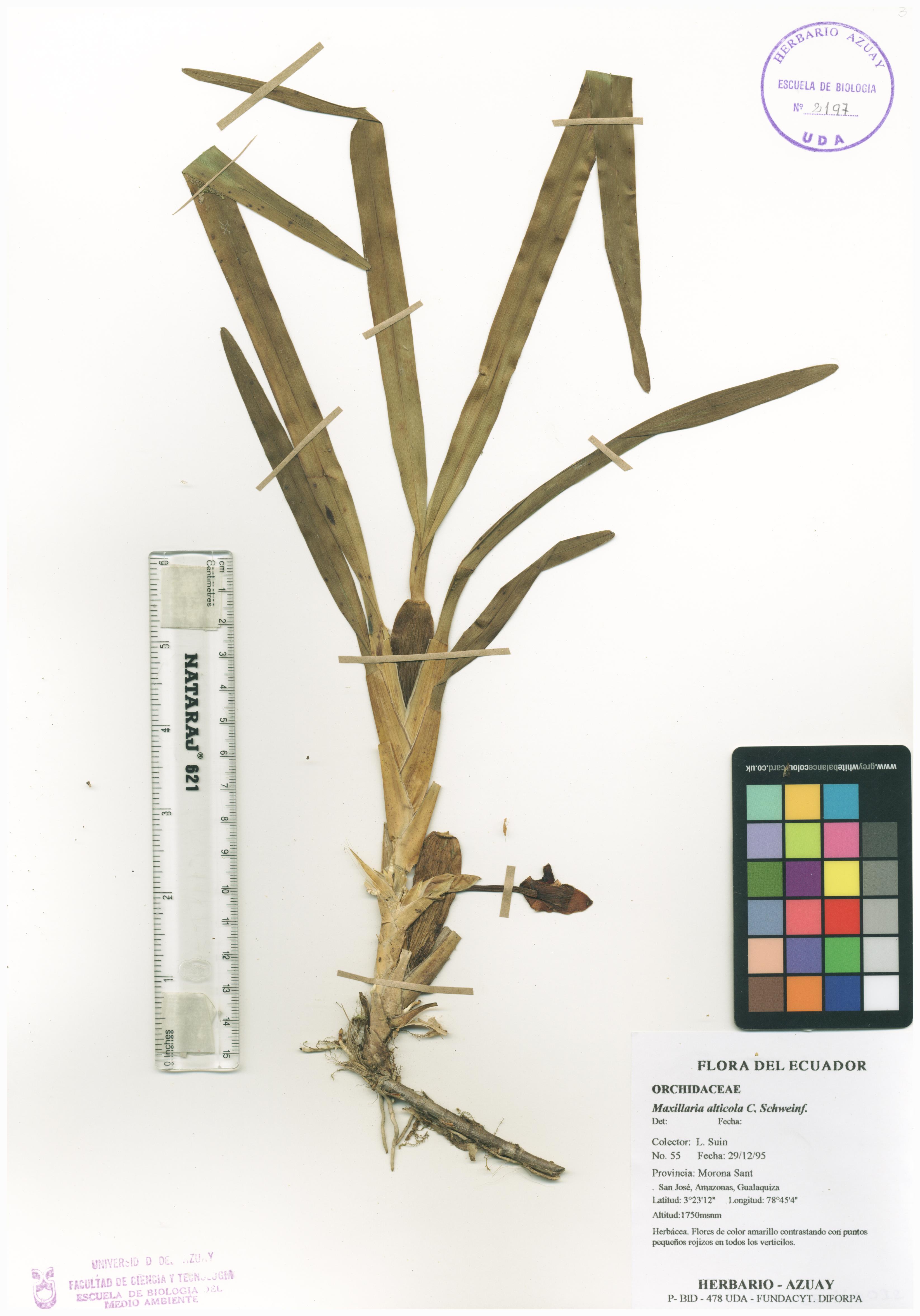Maxillaria alticola C. Schweinf.