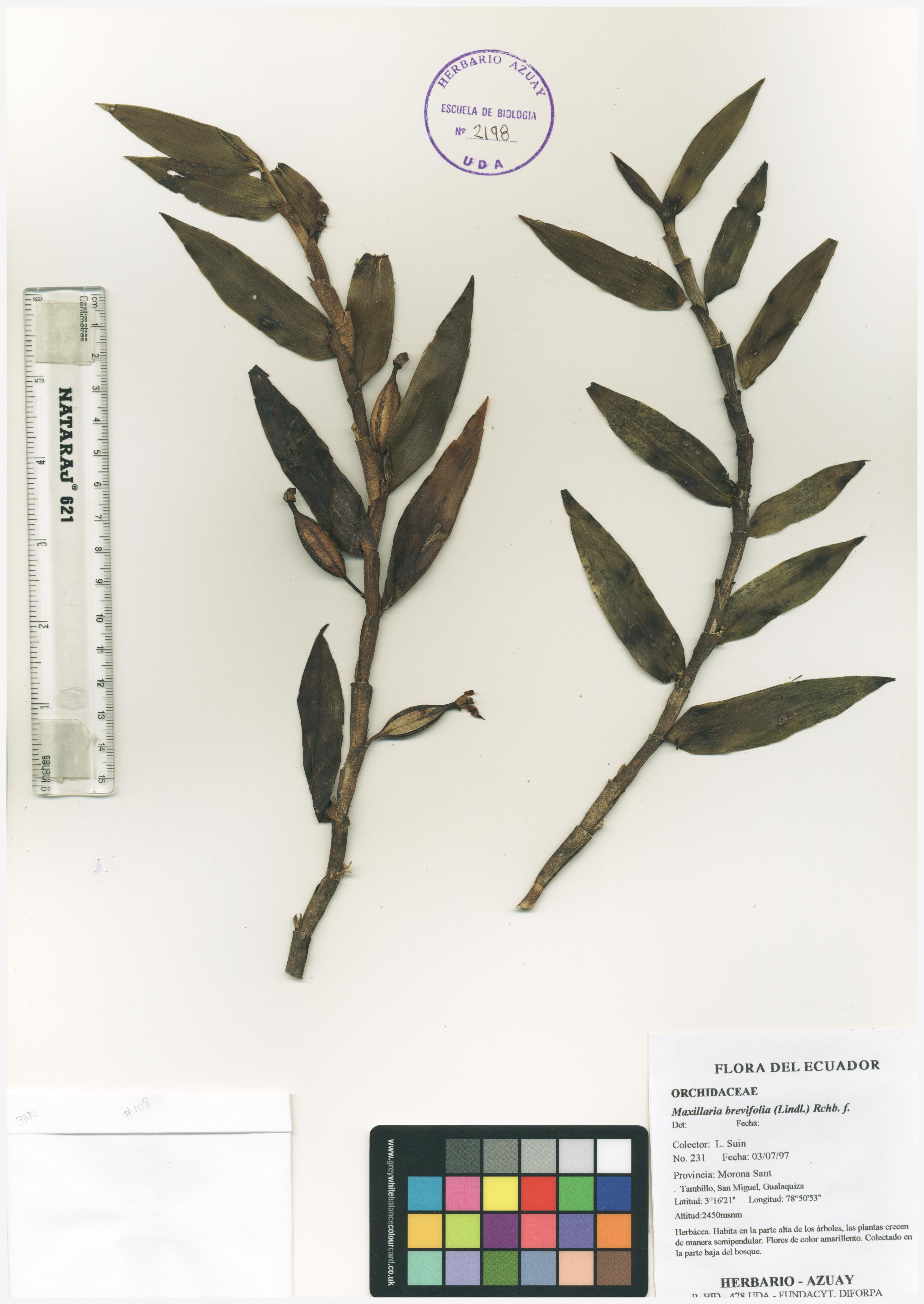 Maxillaria brevifolia (Lindl.) Rchb. f.