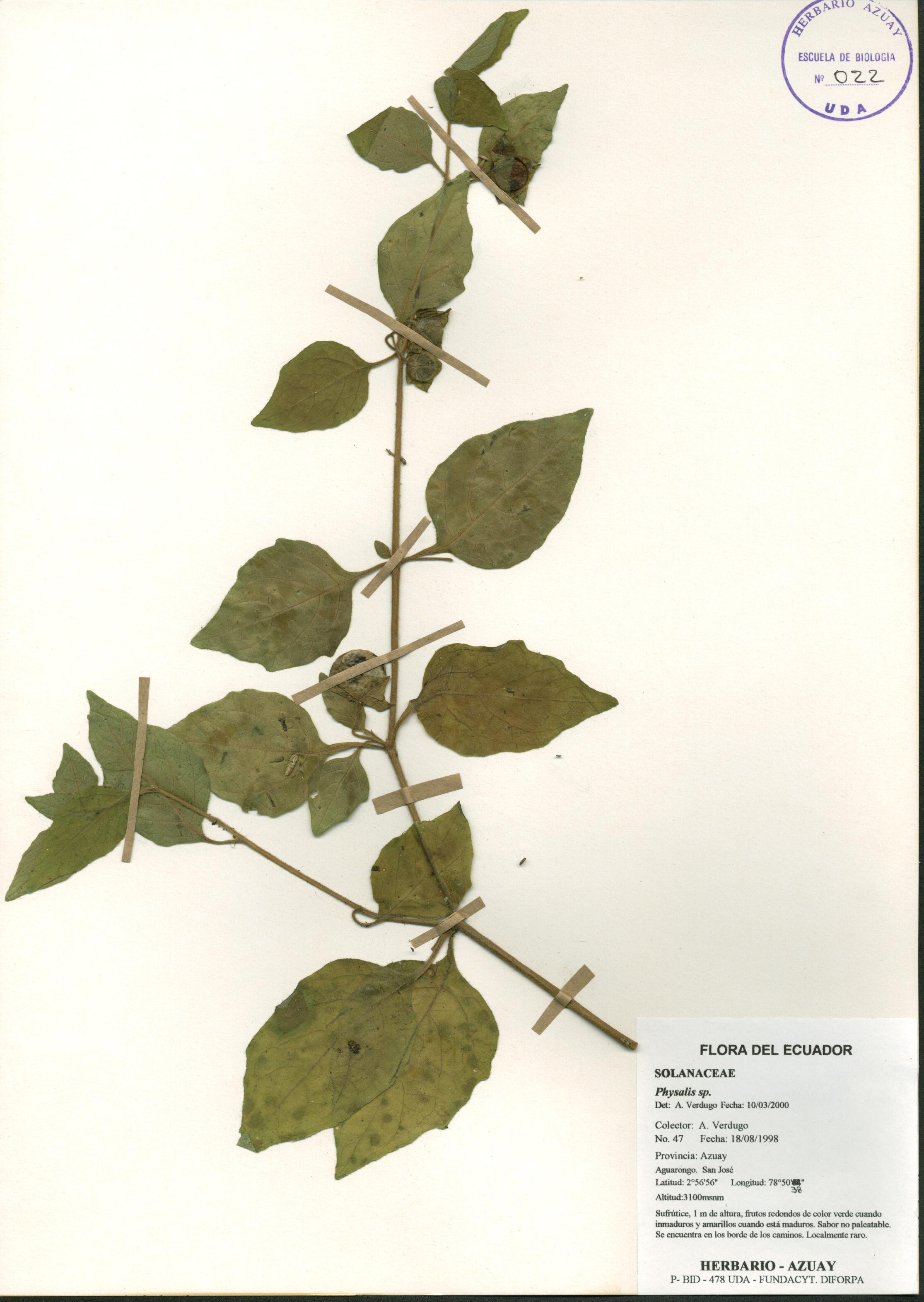 Physalis sp. SIN DETERMINAR