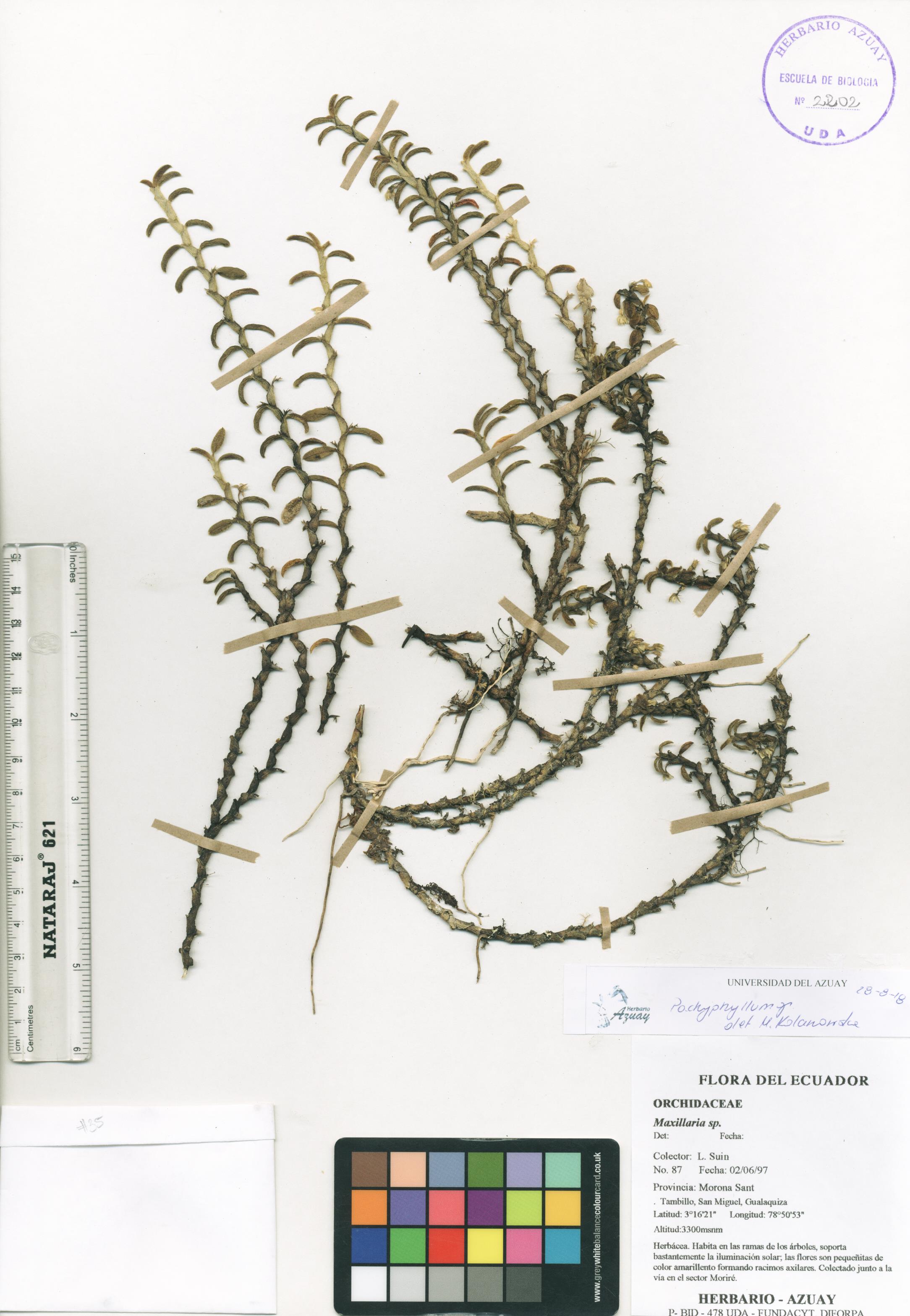 Pachyphyllum sin determinar sin determinar