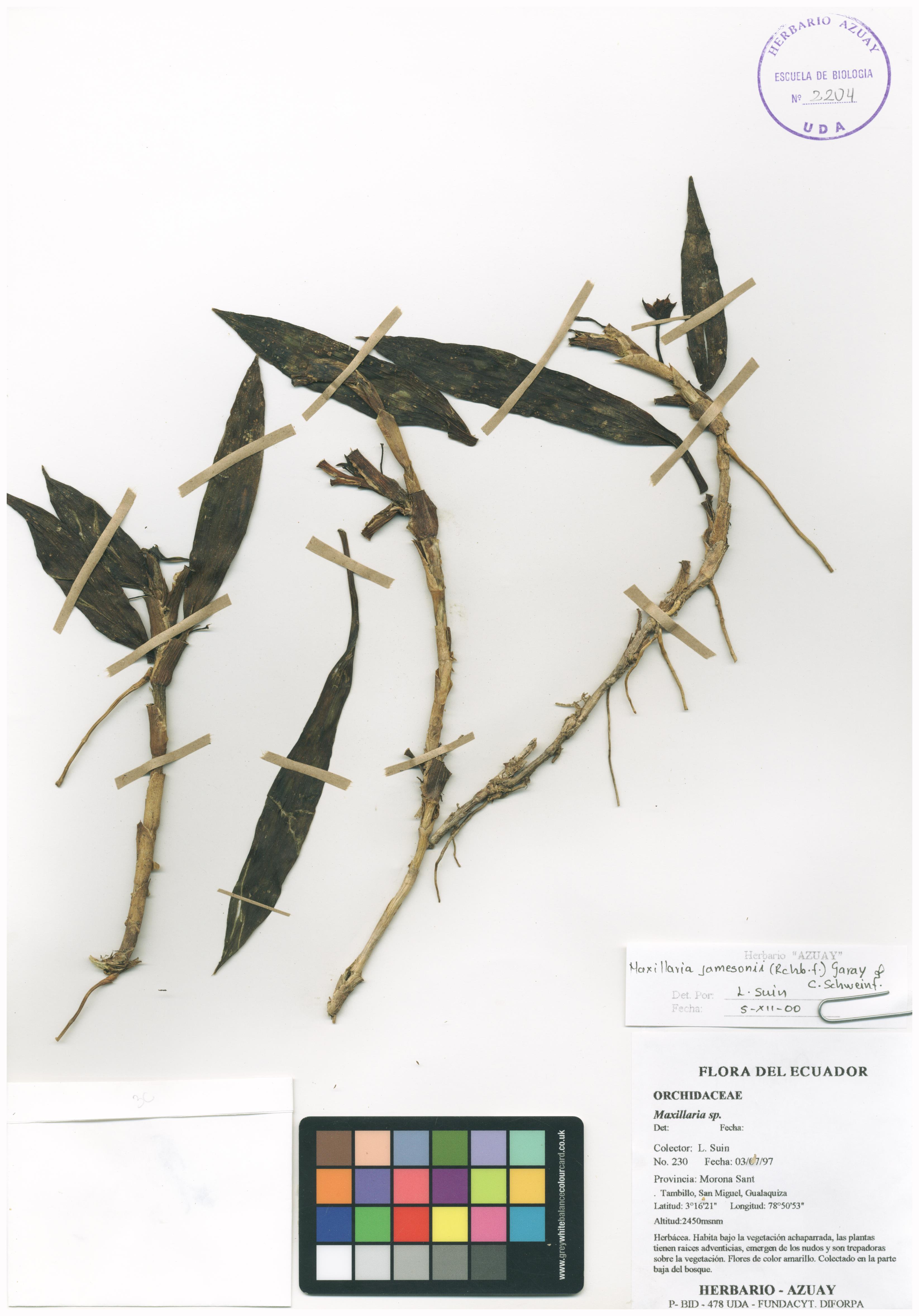 Maxillaria jamesonii (Rchb.f.) Garay & C. Schweinf.