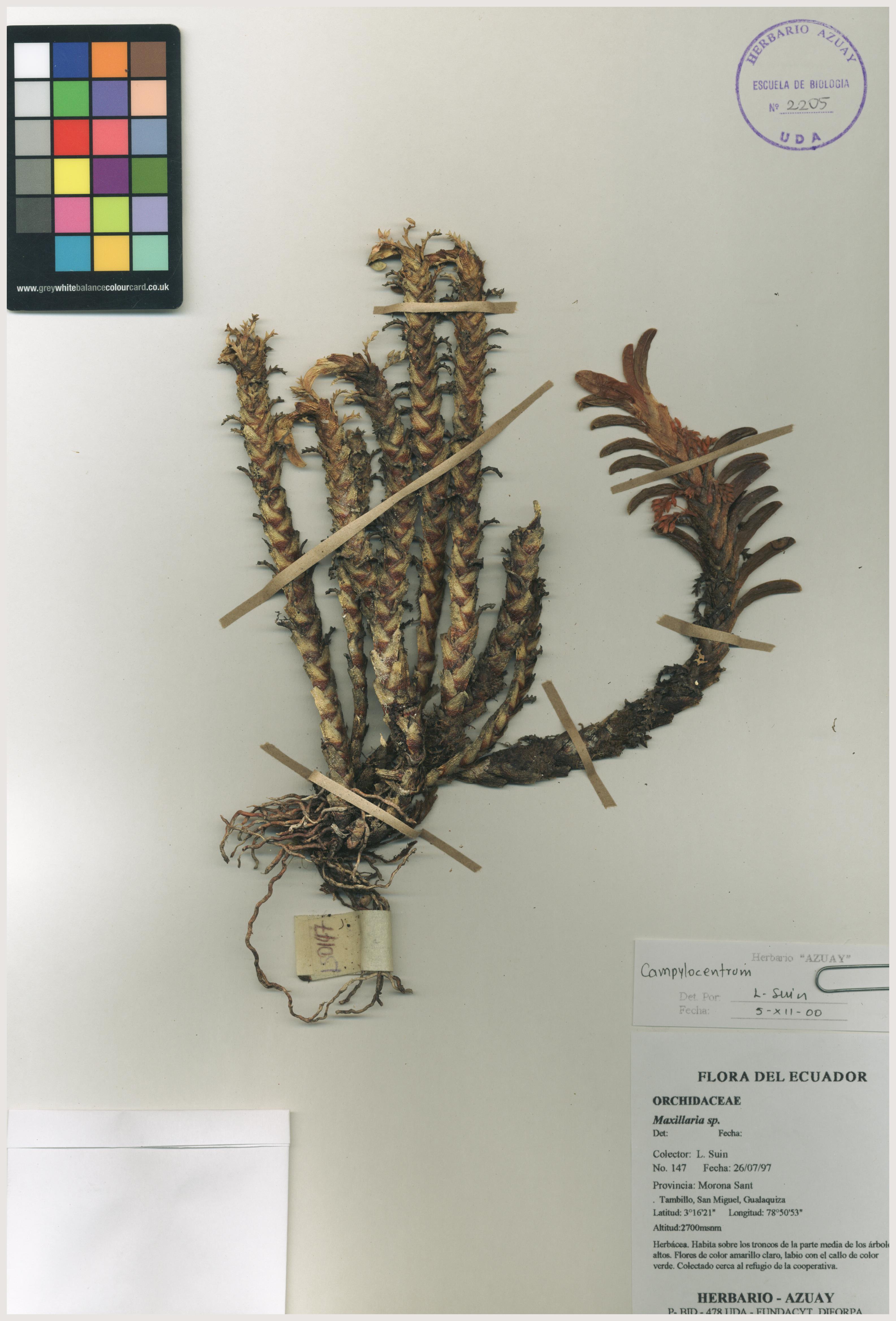 Pachyphyllum sin determinar sin determinar