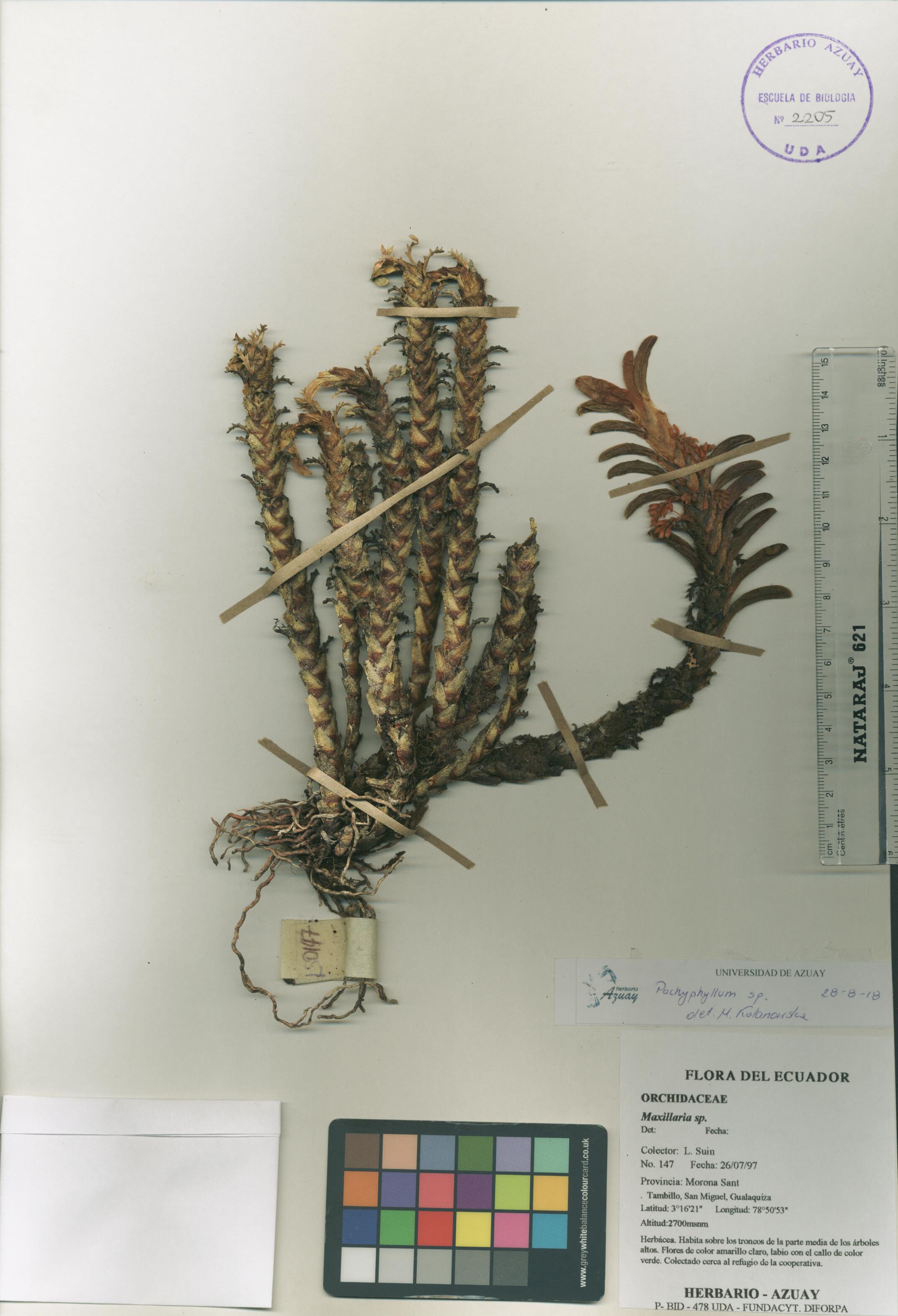 Pachyphyllum sin determinar sin determinar