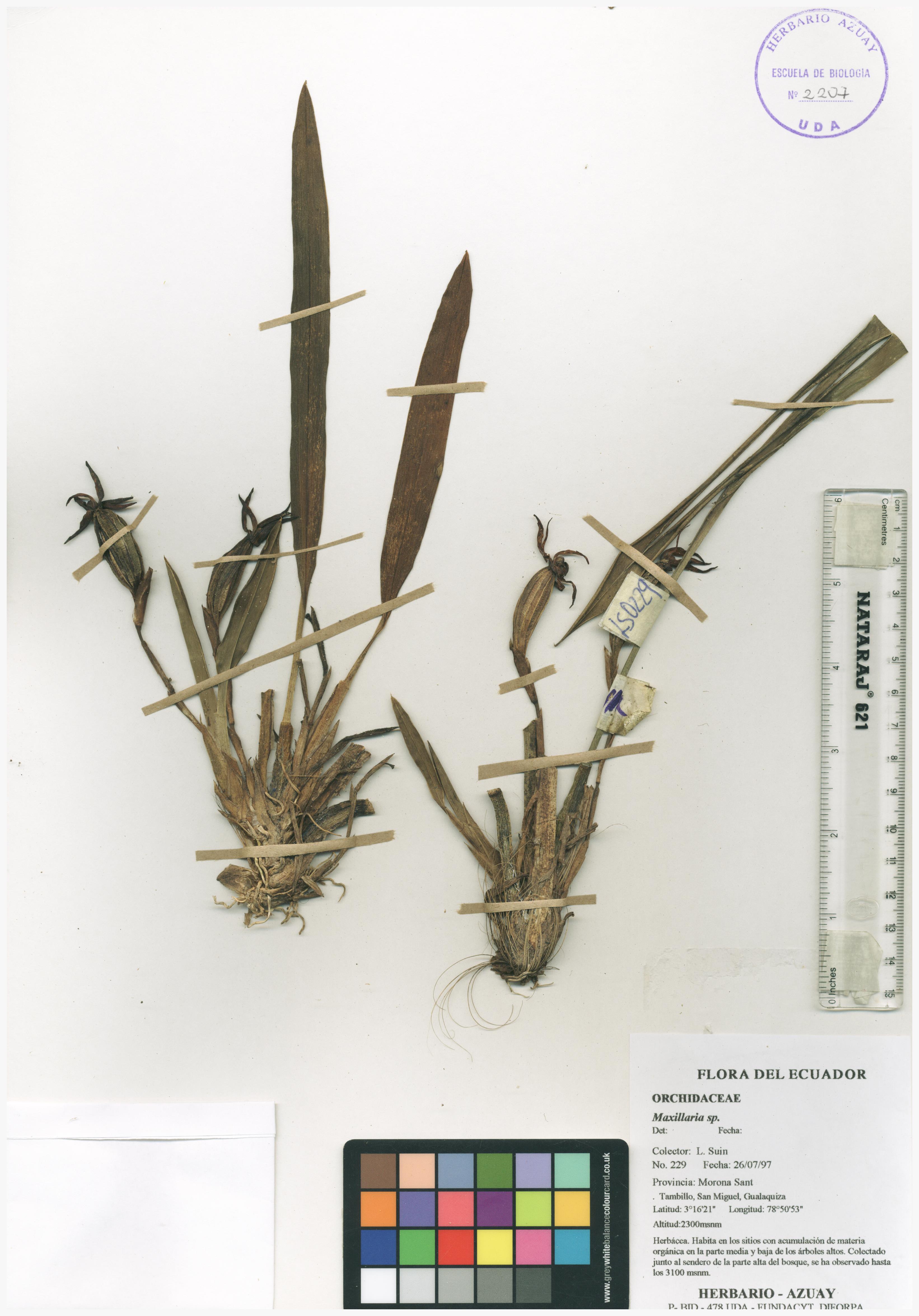 Maxillaria sp. SIN DETERMINAR