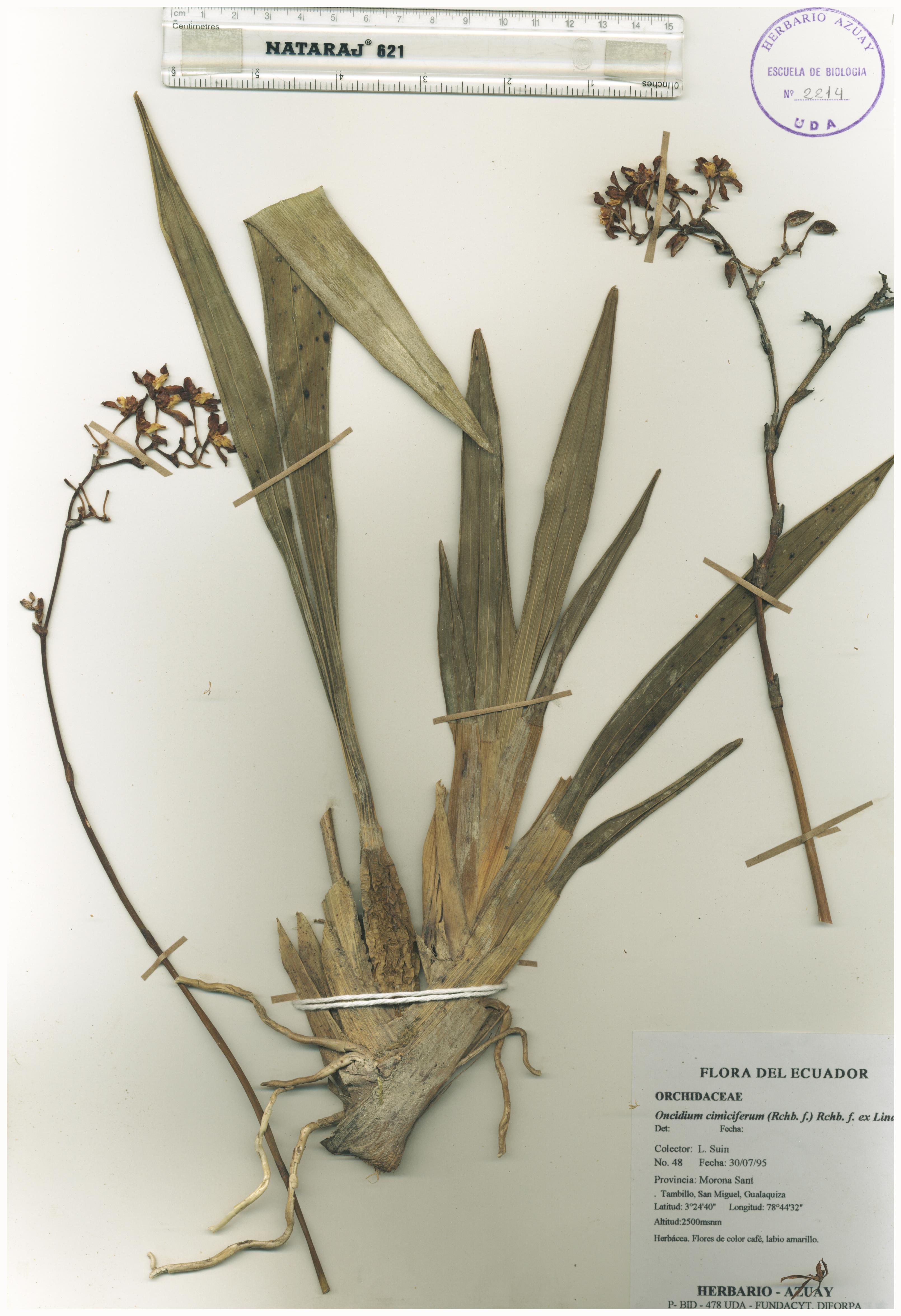 Oncidium cimiciferum (Rchb. f.) Rchb. f. ex Lindl.