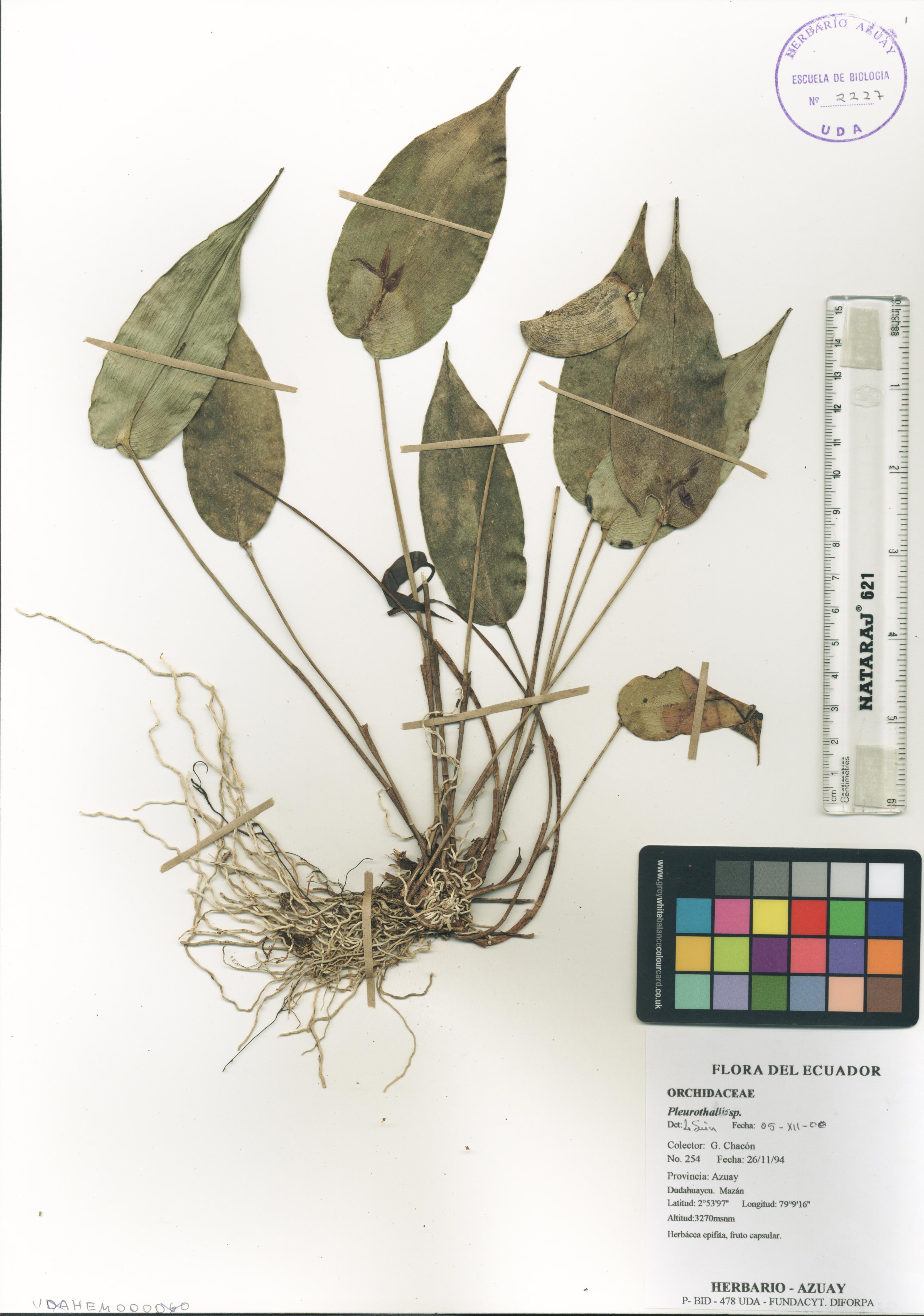 Pleurothallis sp. SIN DETERMINAR