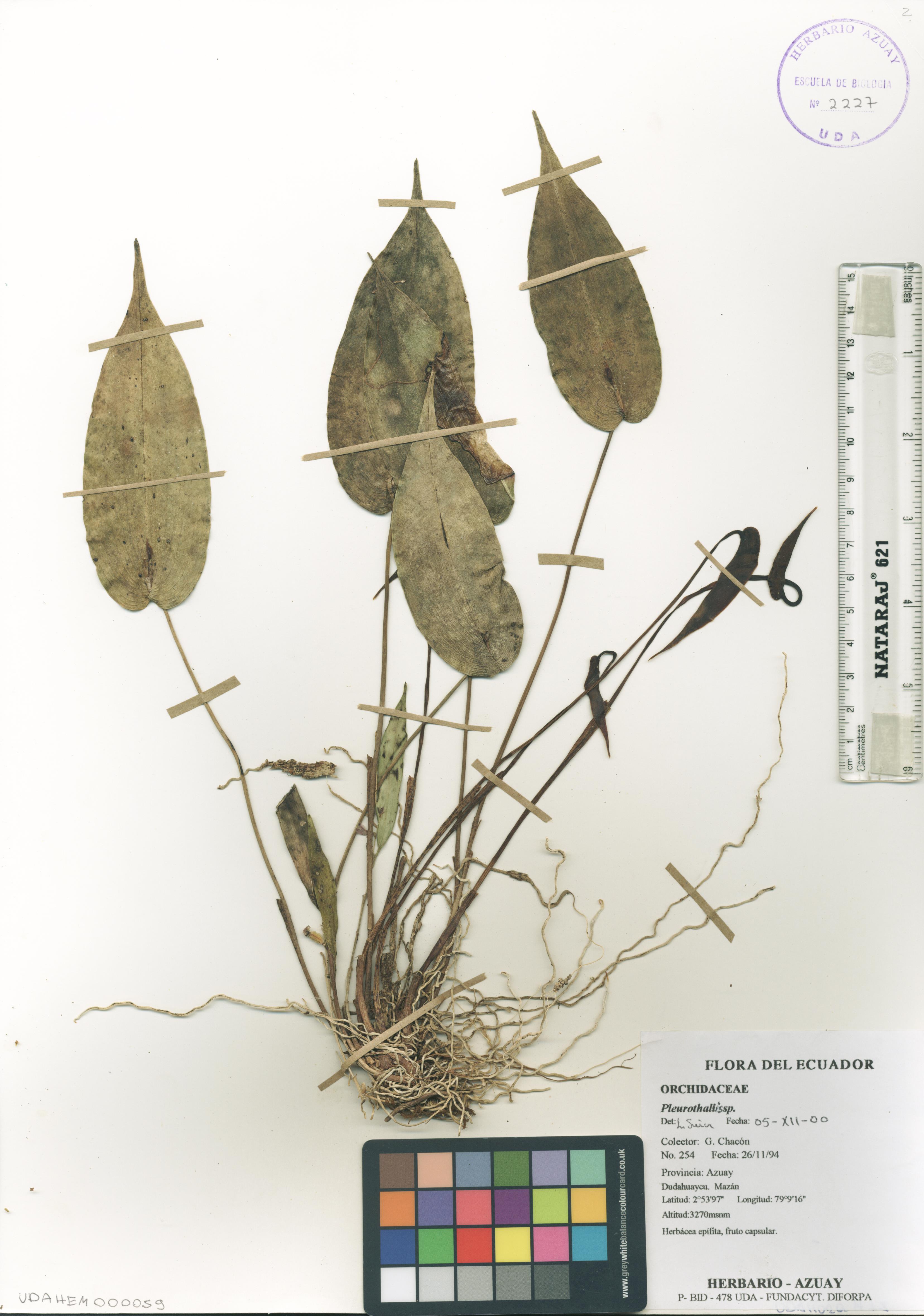 Pleurothallis sp. SIN DETERMINAR