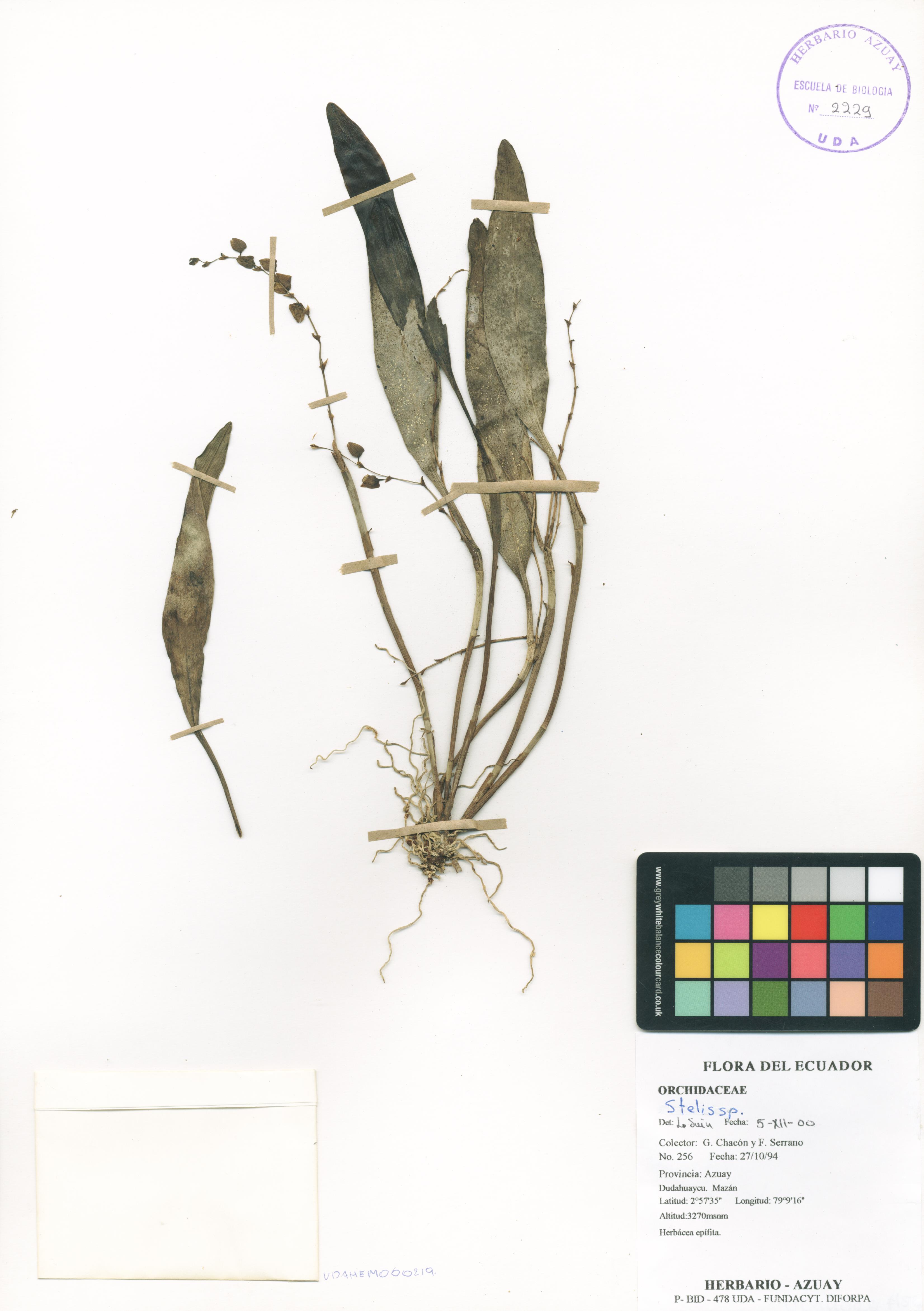 Stelis sp. SIN DETERMINAR