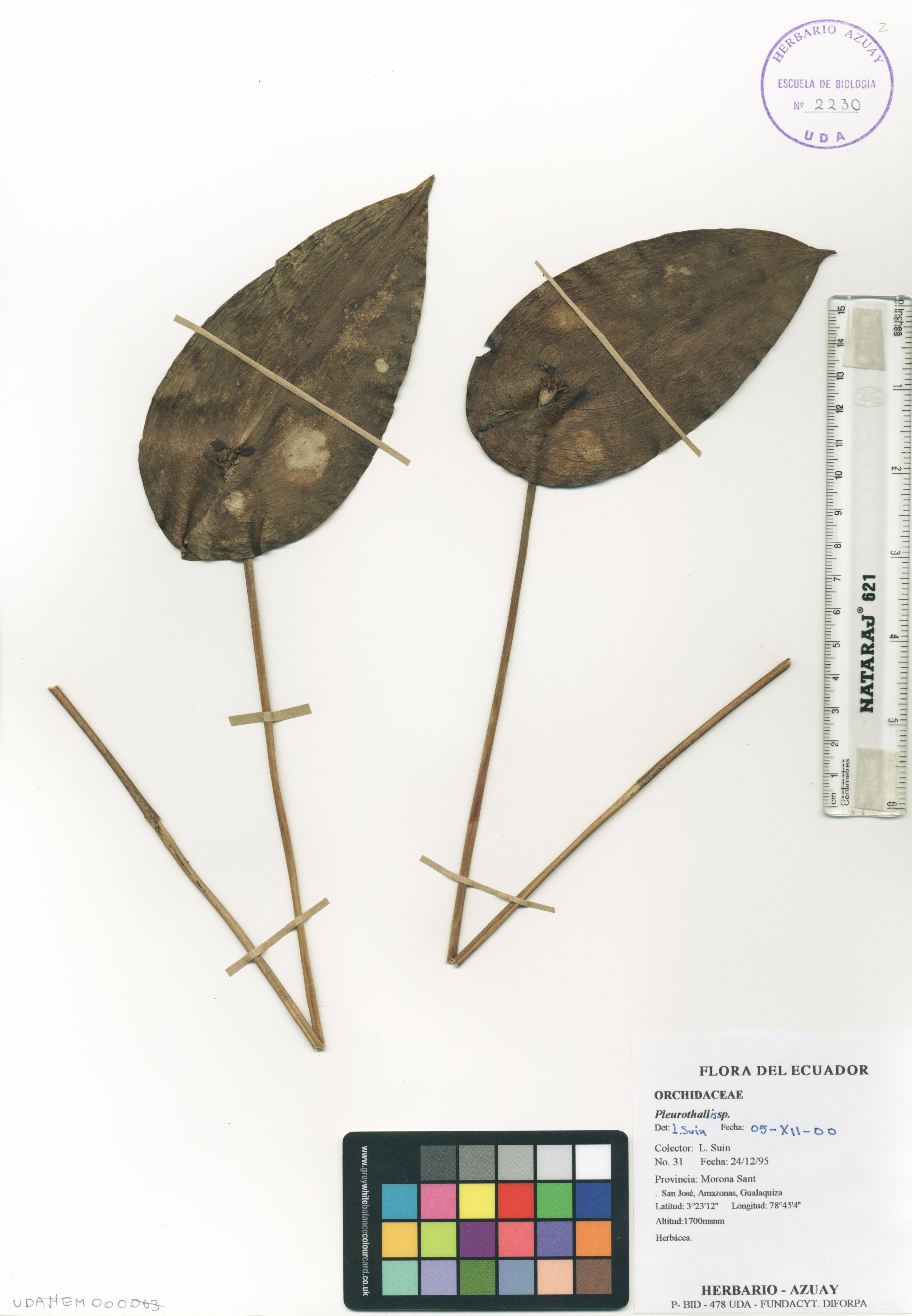 Pleurothallis sp. SIN DETERMINAR
