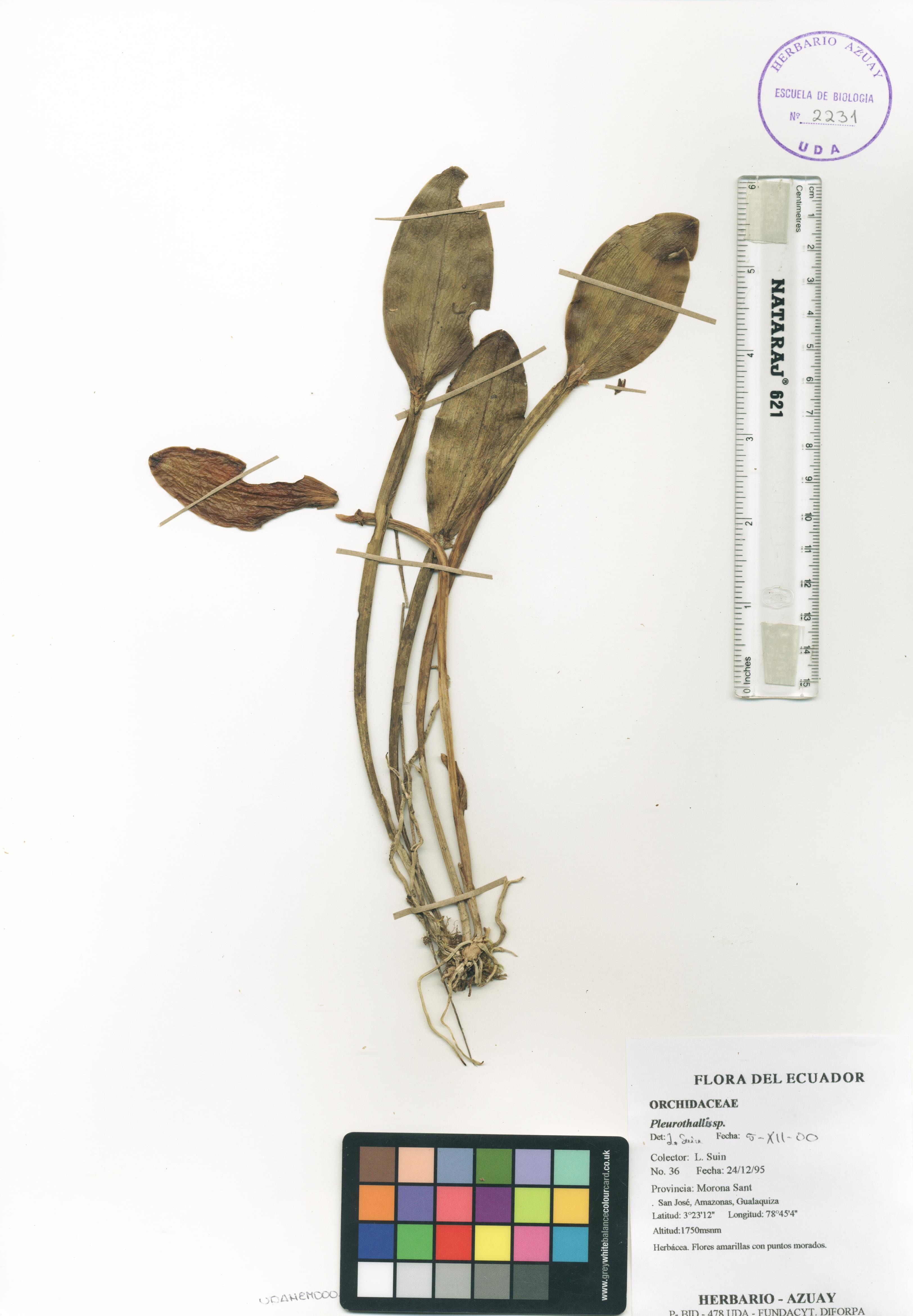 Pleurothallis sp. SIN DETERMINAR