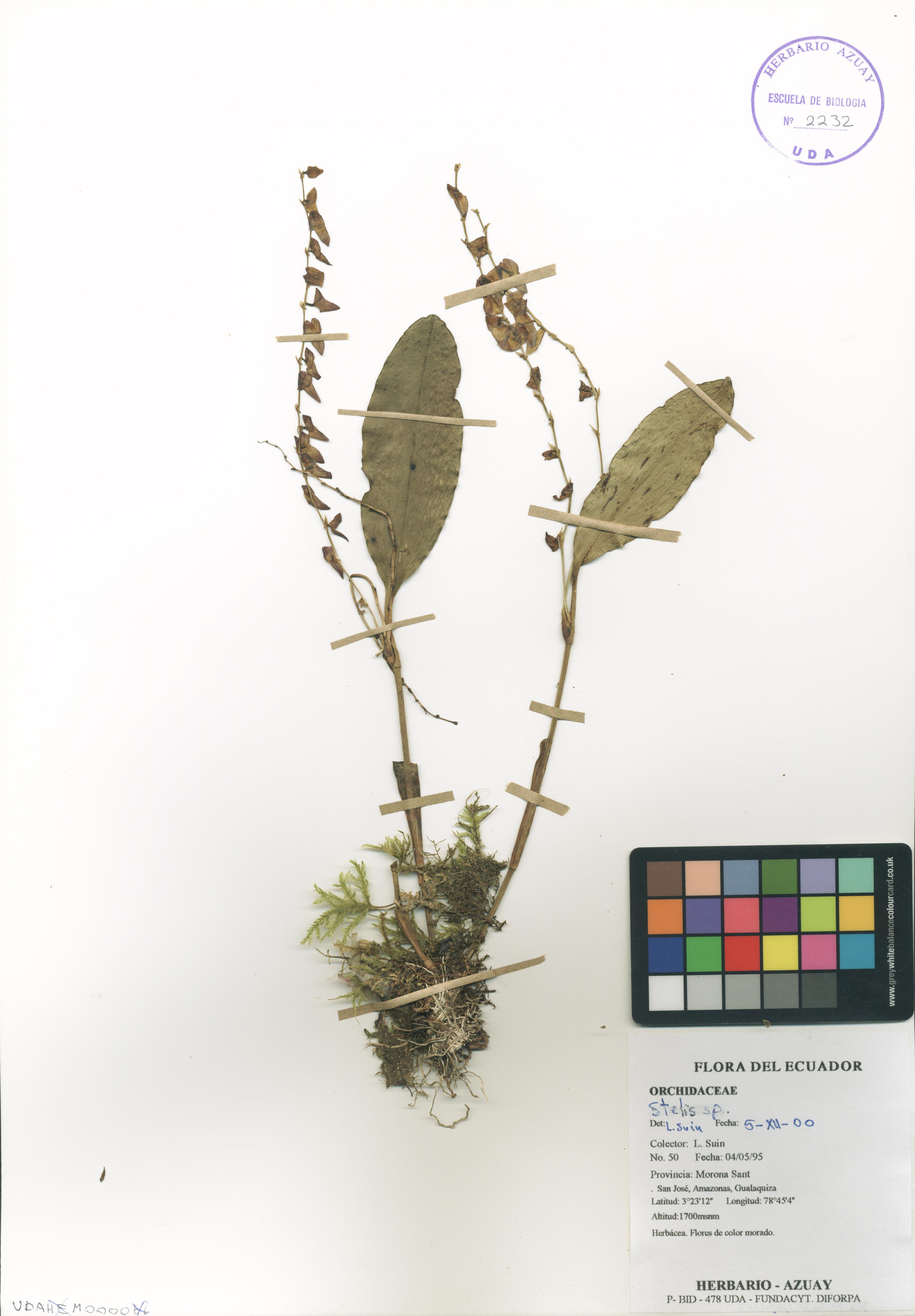 Stelis sp. SIN DETERMINAR