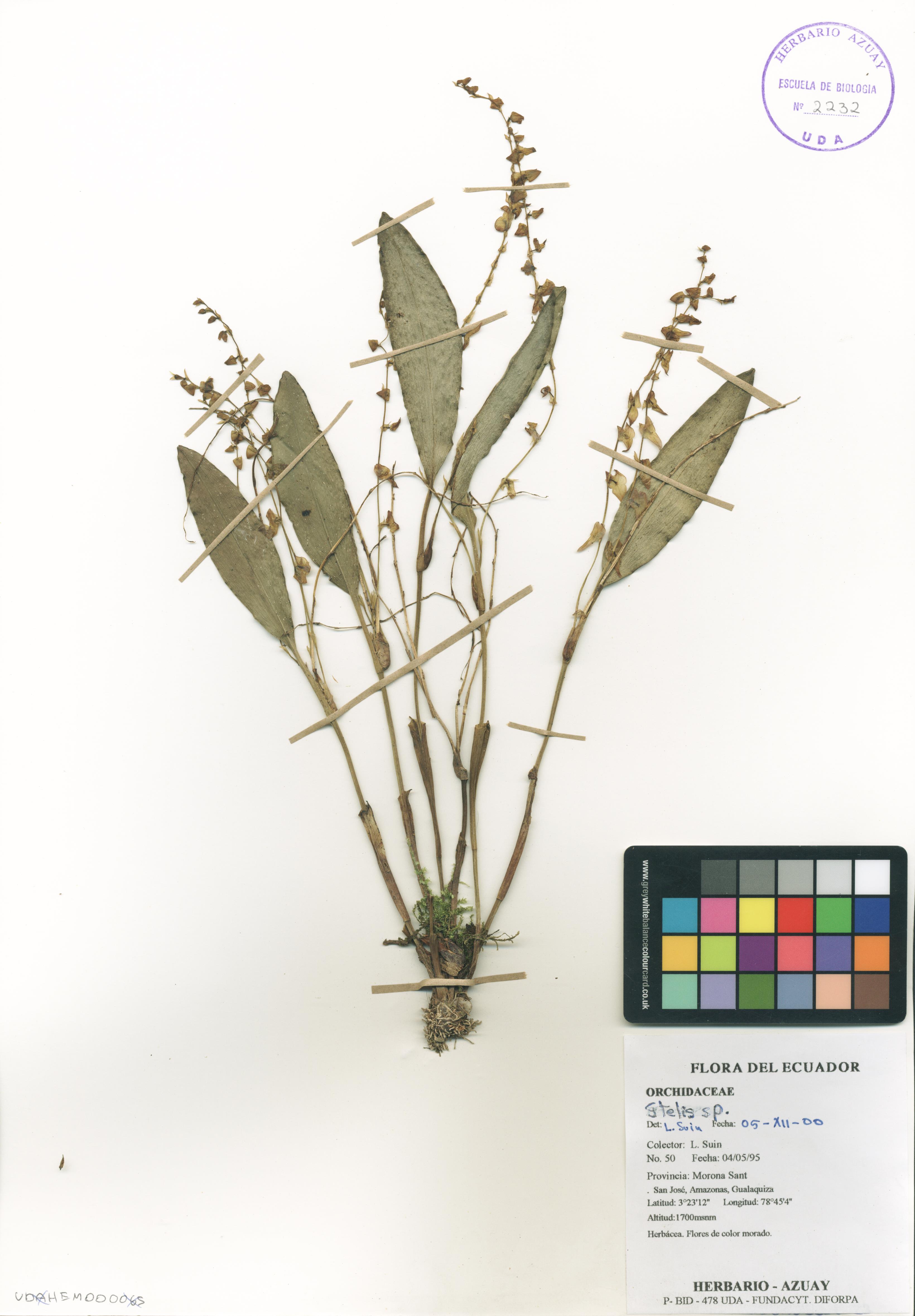 Stelis sp. SIN DETERMINAR