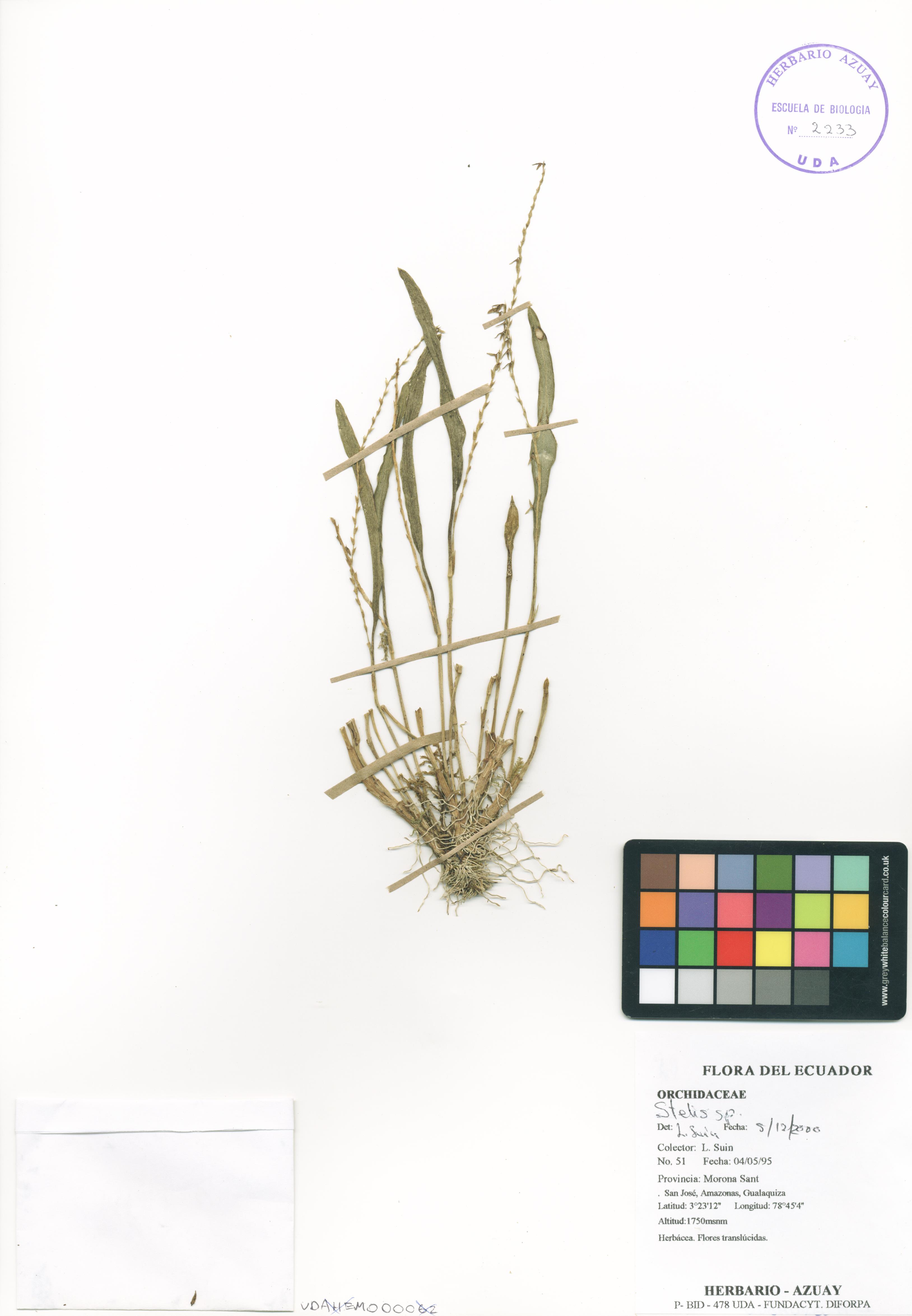 Stelis sp. SIN DETERMINAR