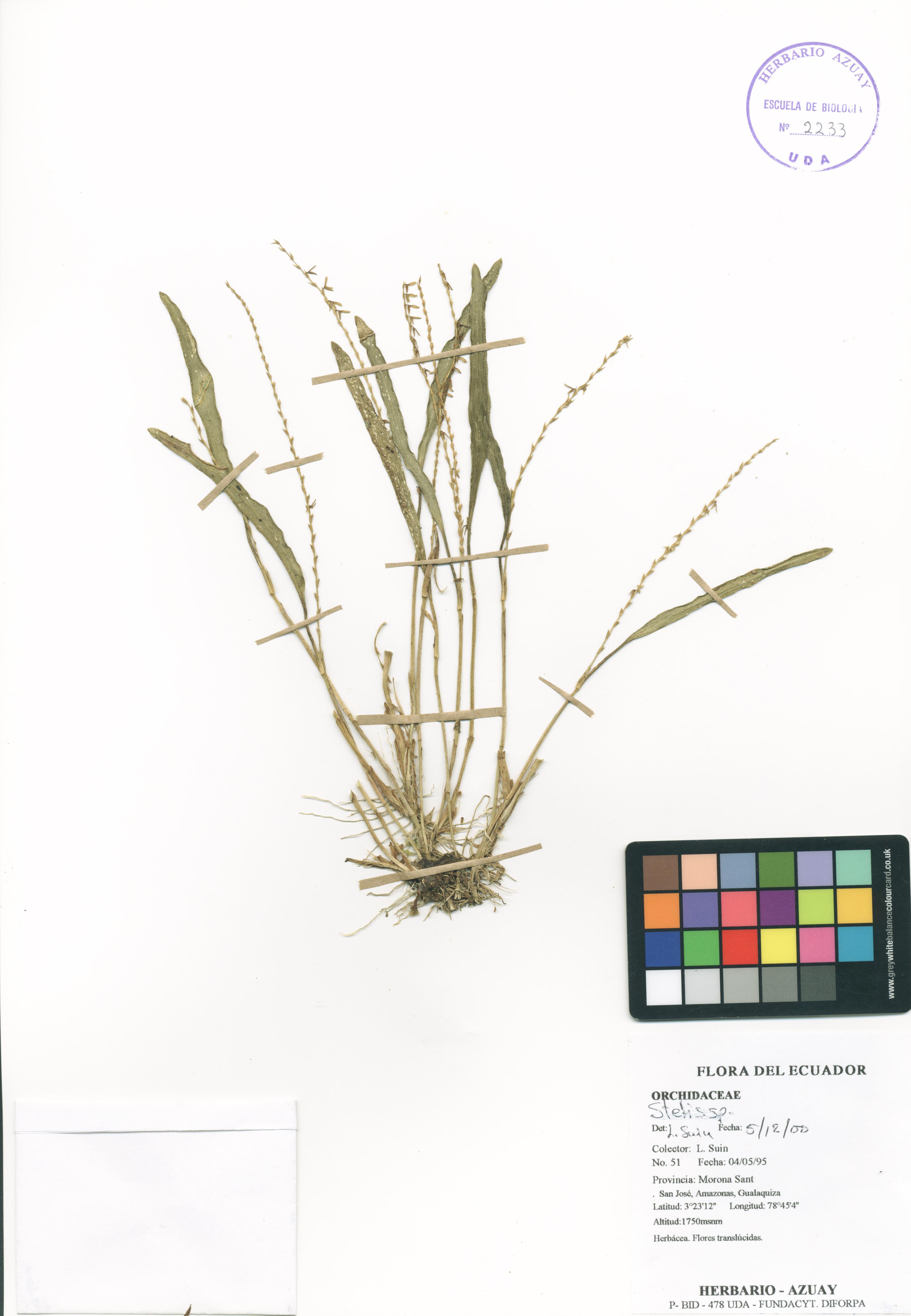 Stelis sp. SIN DETERMINAR