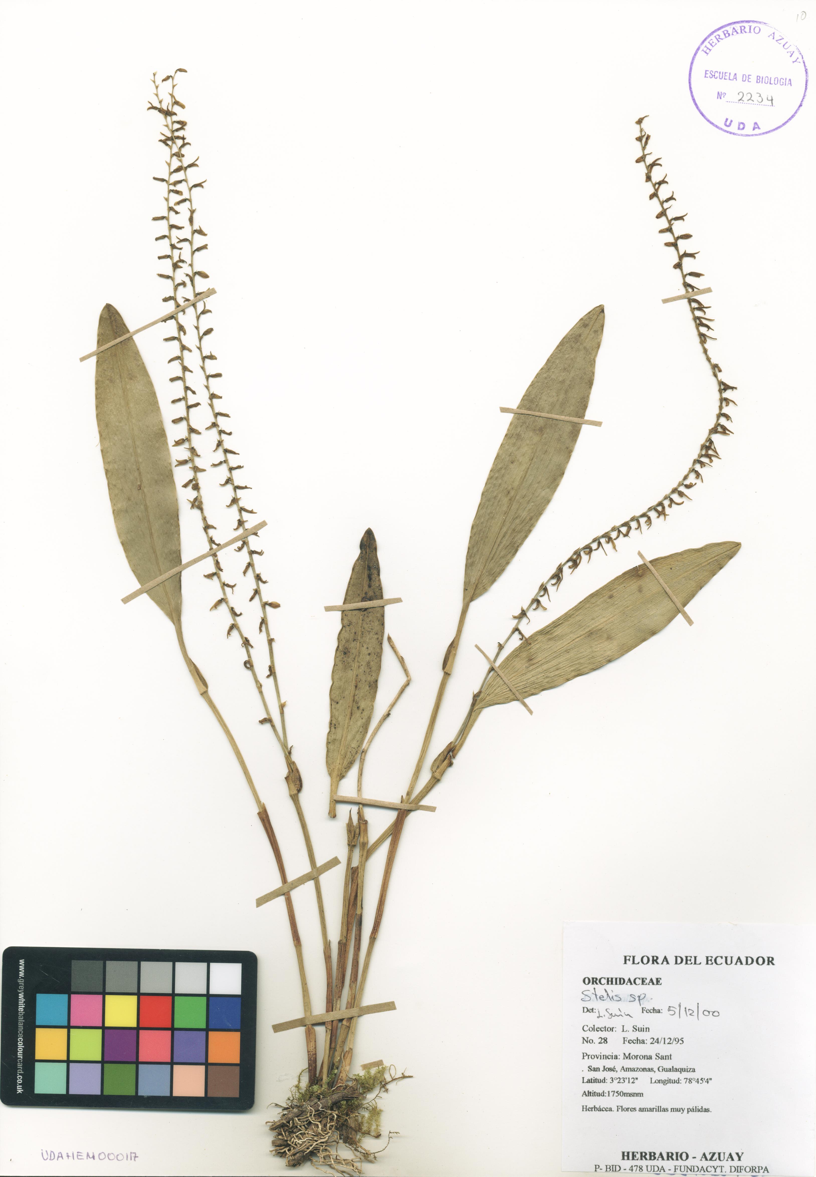 Stelis sp. SIN DETERMINAR