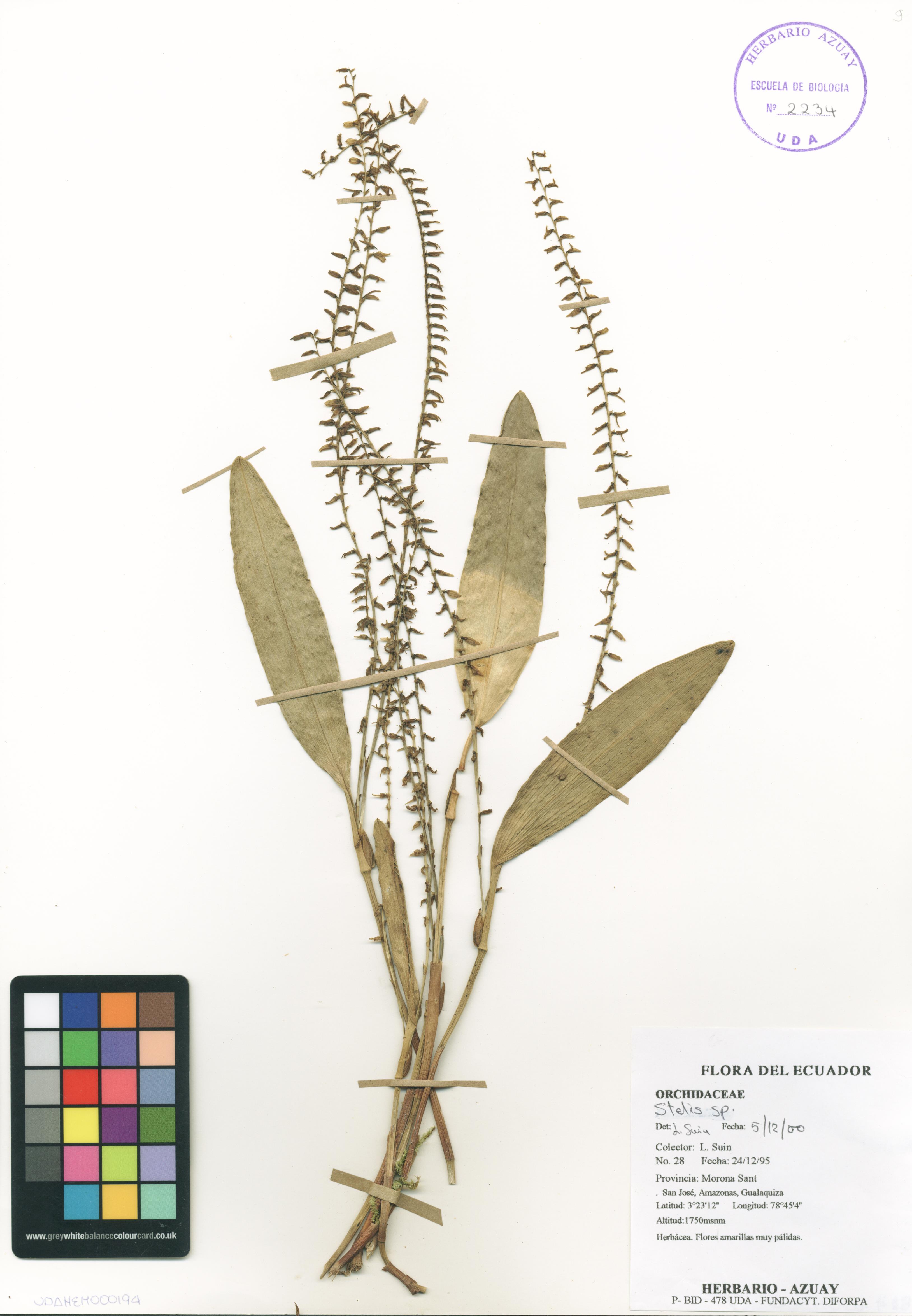Stelis sp. SIN DETERMINAR