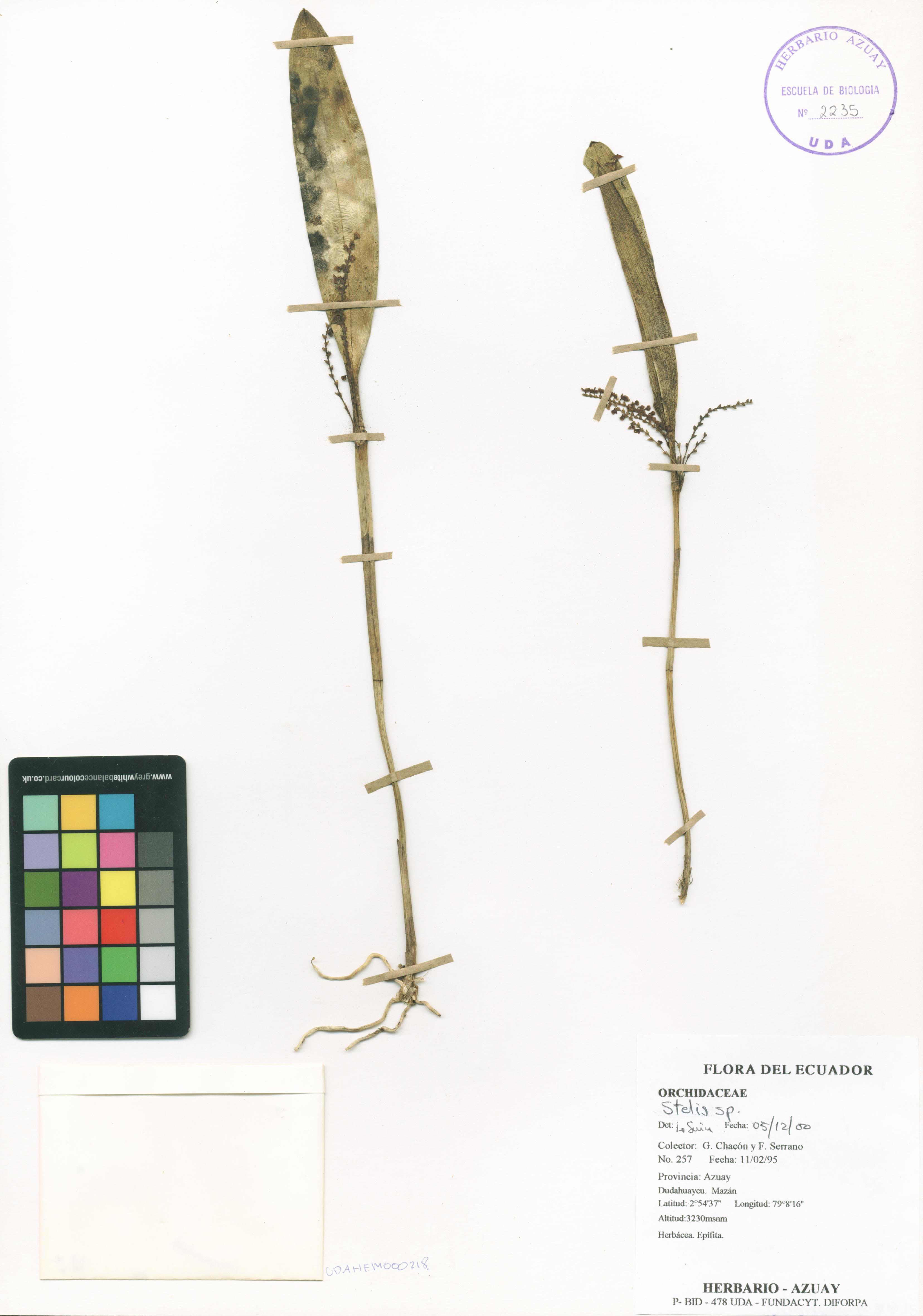 Stelis sp. SIN DETERMINAR