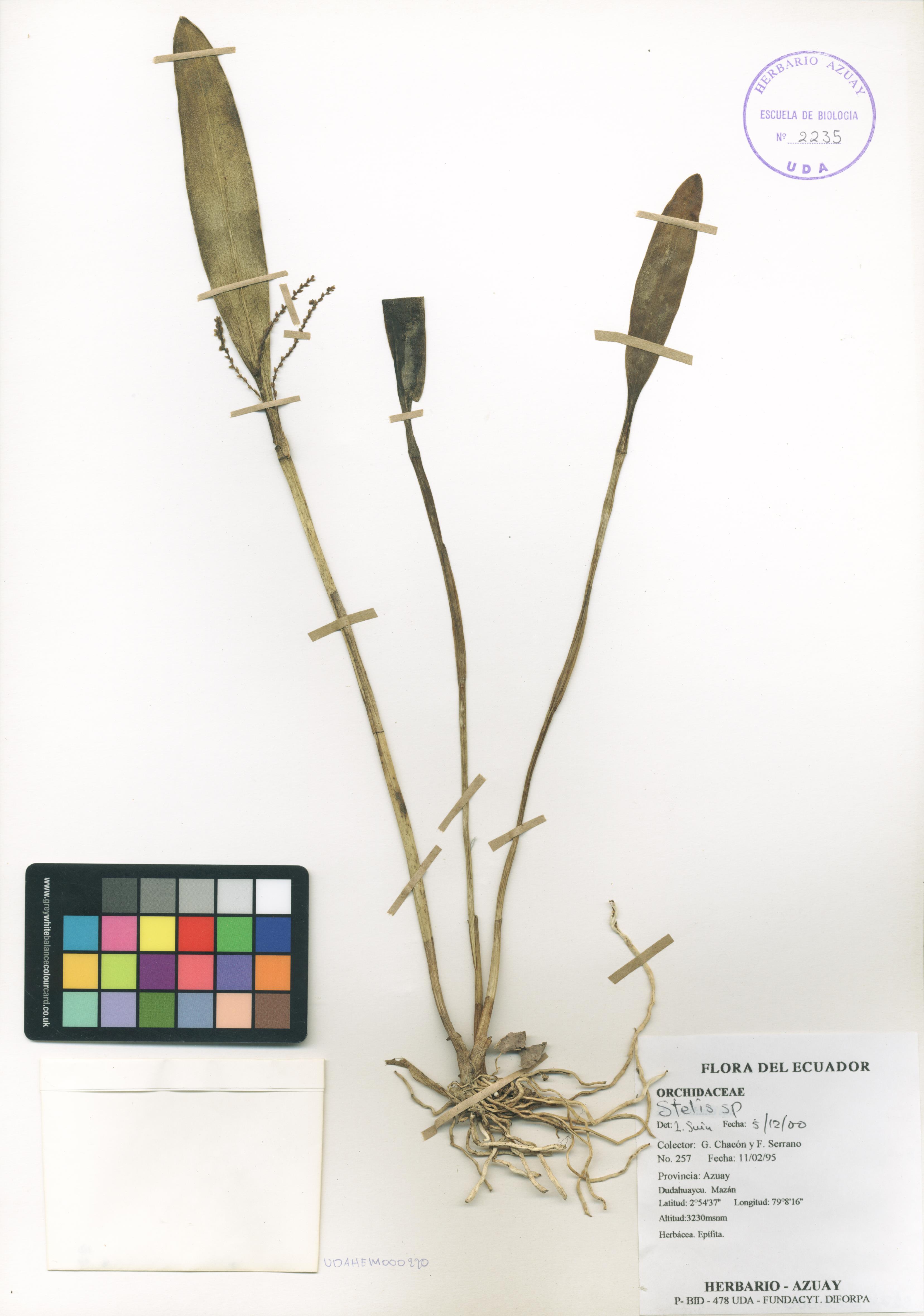 Stelis sp. SIN DETERMINAR