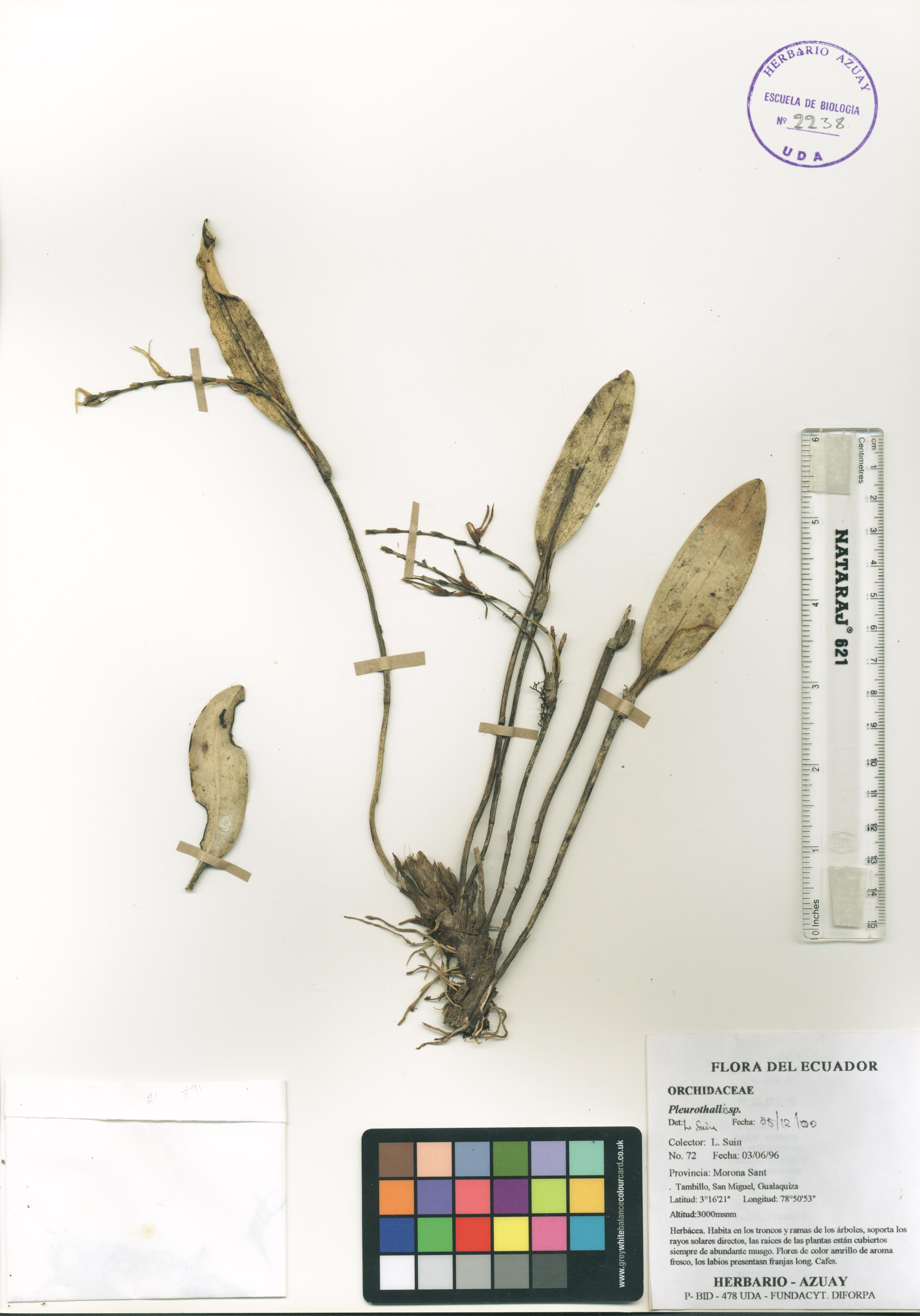Pleurothallis sp. SIN DETERMINAR
