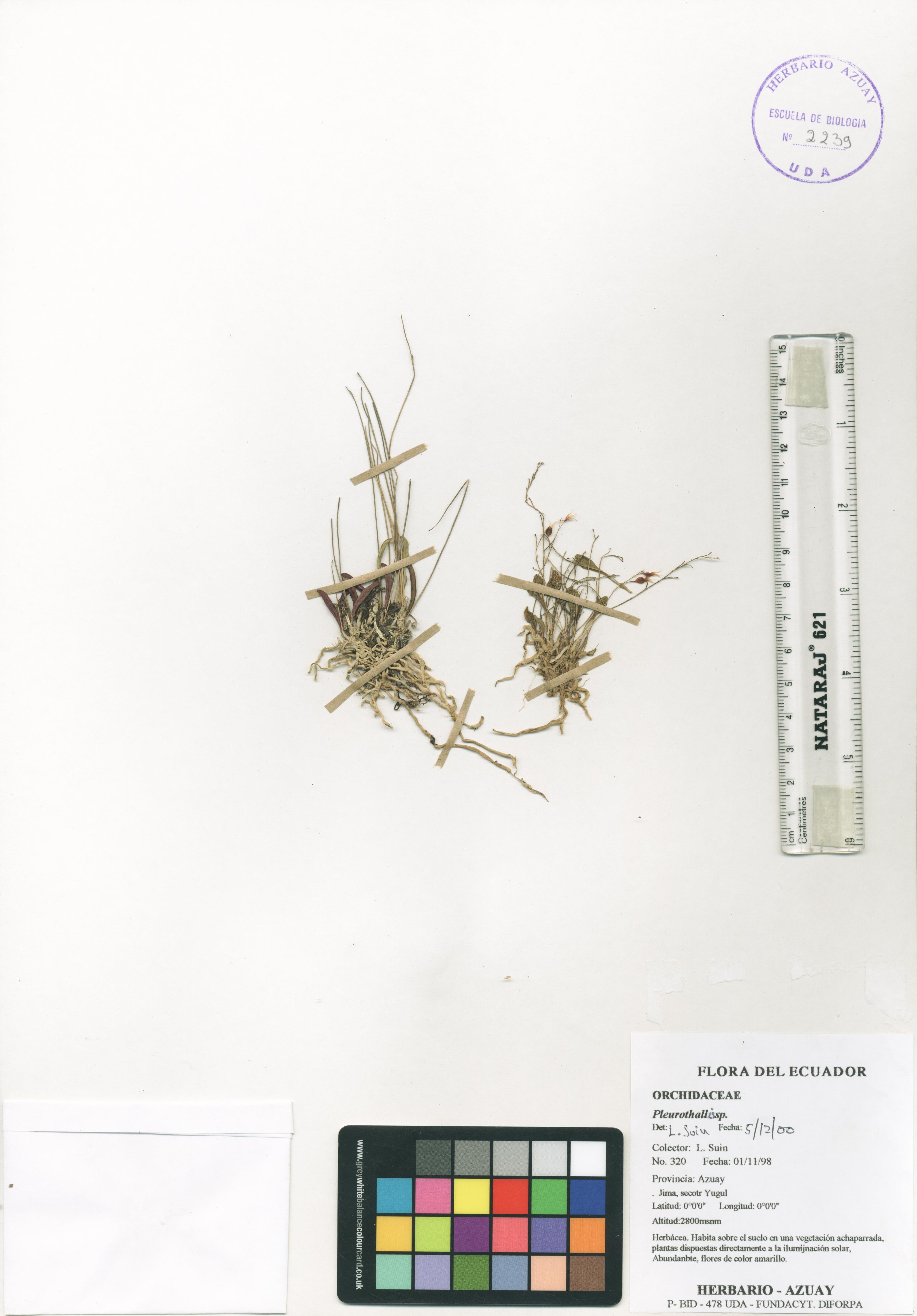 Pleurothallis sp. SIN DETERMINAR
