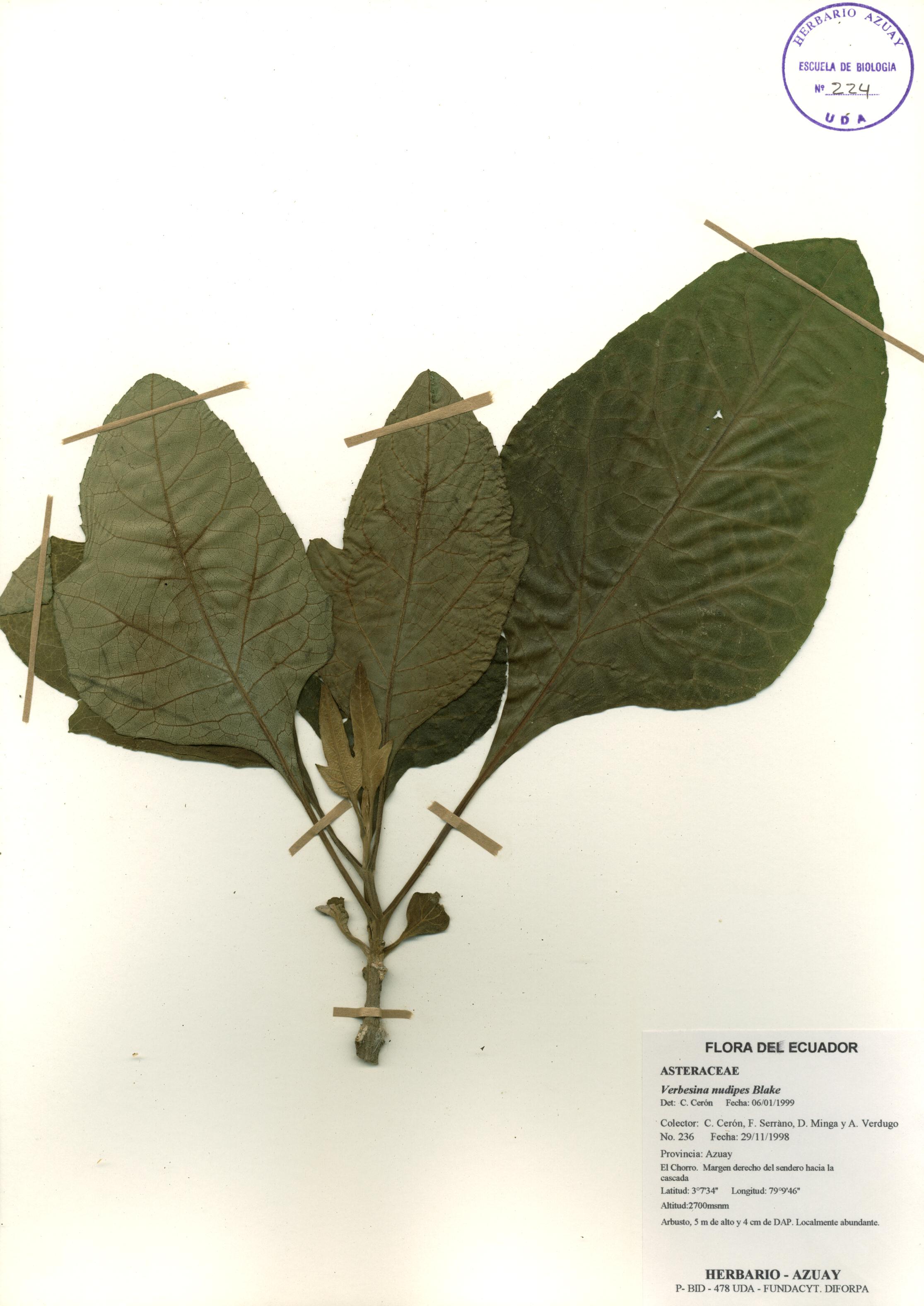 Verbesina nudipes Blake