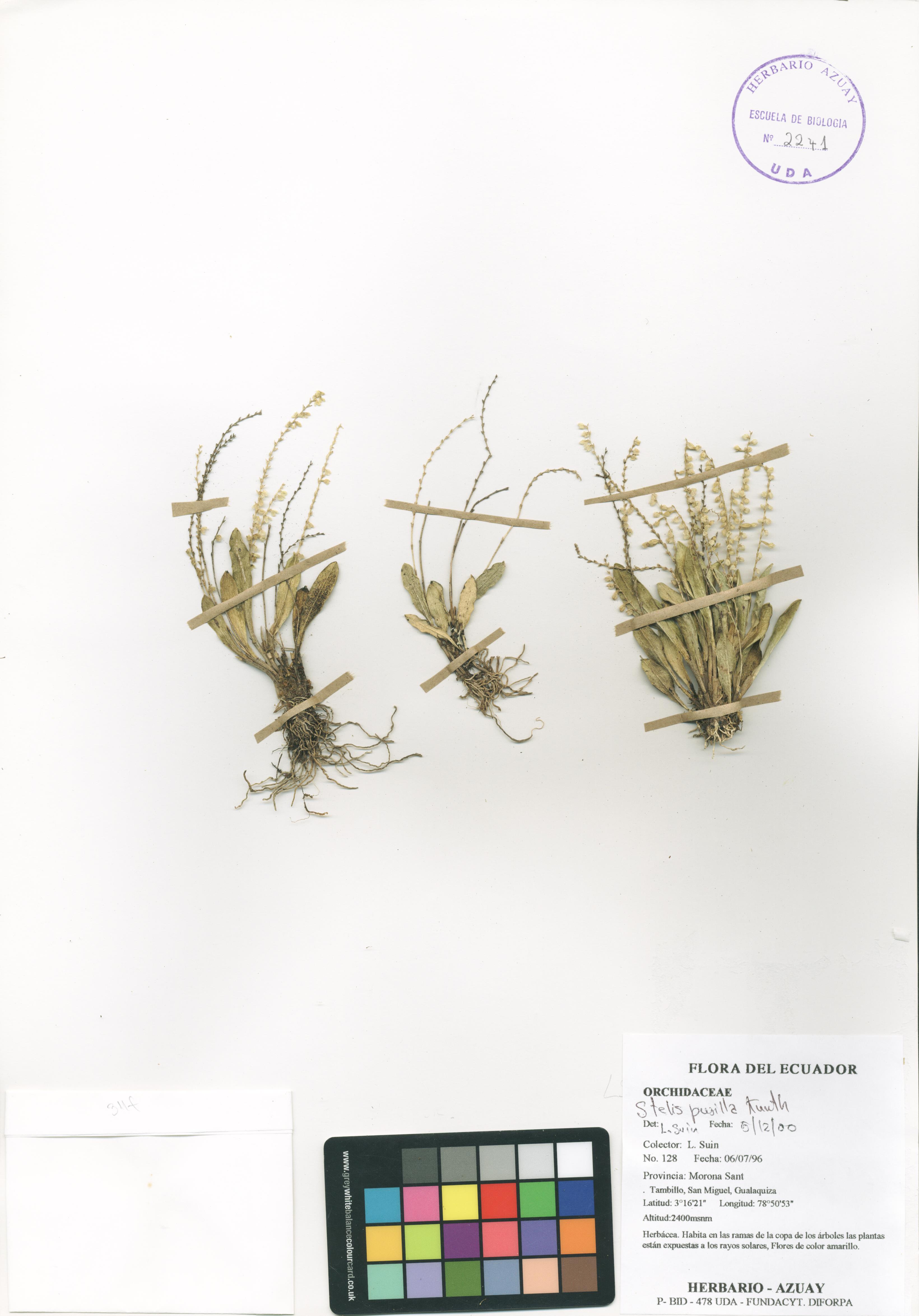 Stelis pusilla Kunth