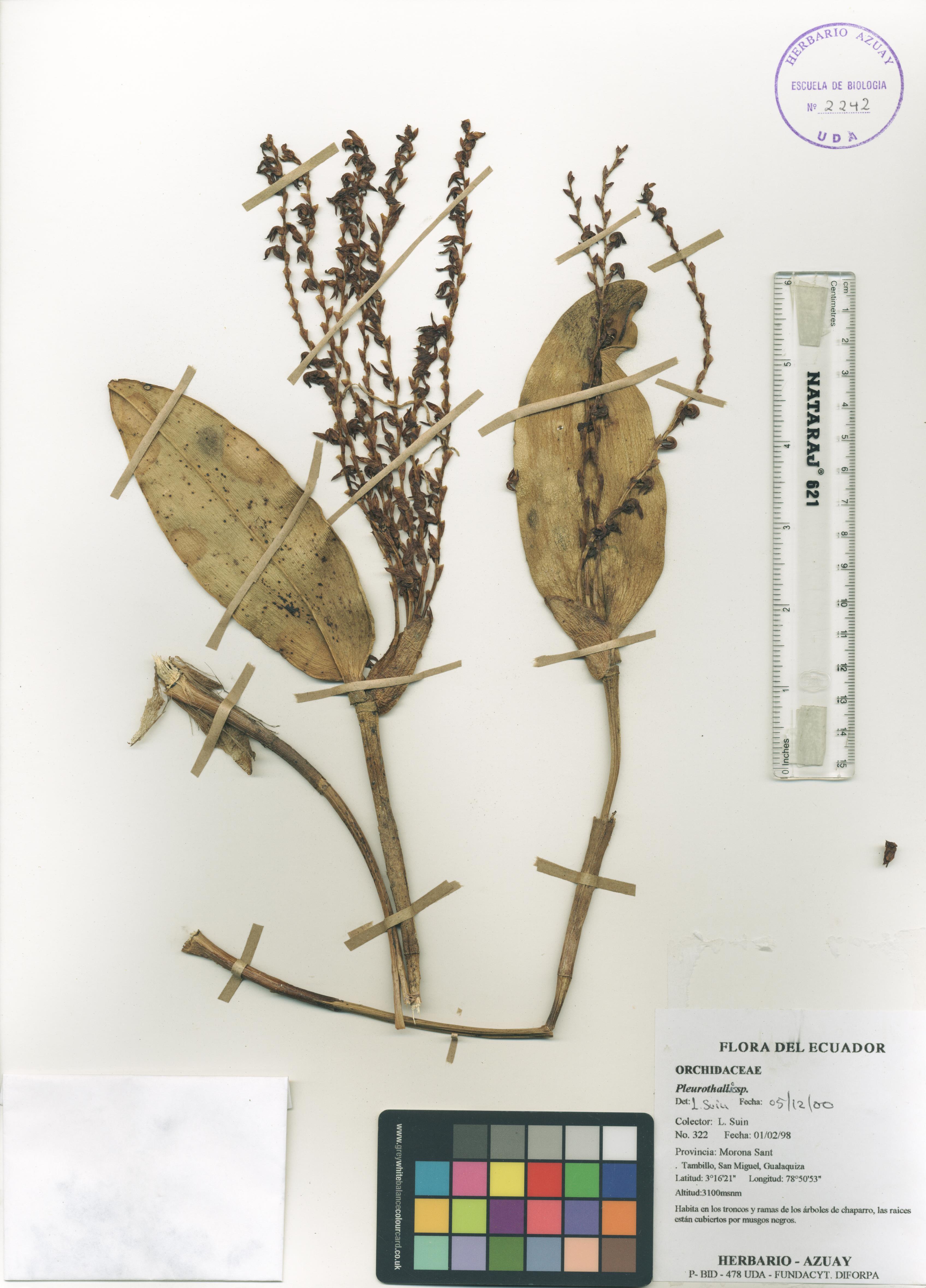 Pleurothallis sp. SIN DETERMINAR