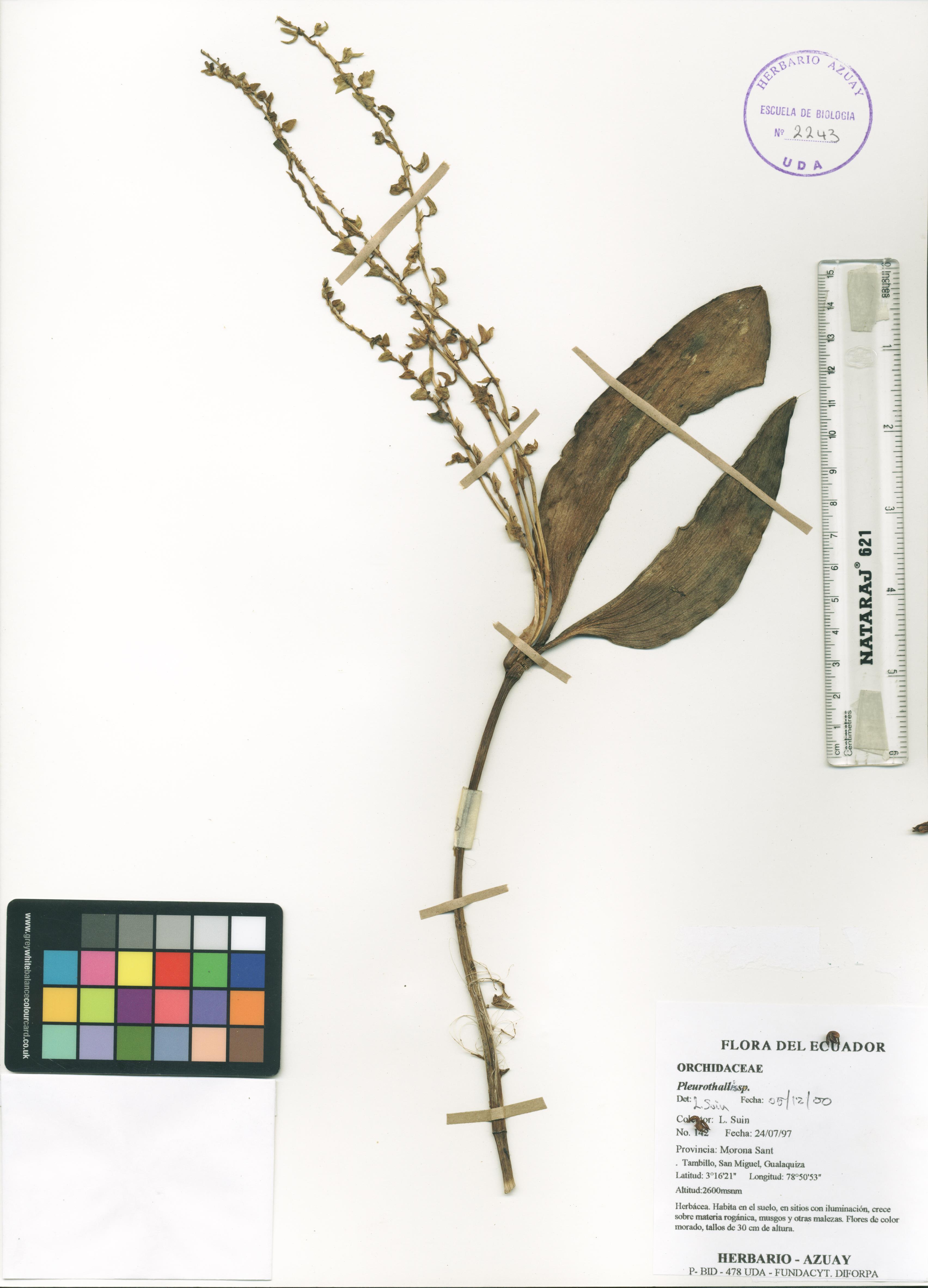 Pleurothallis sp. SIN DETERMINAR