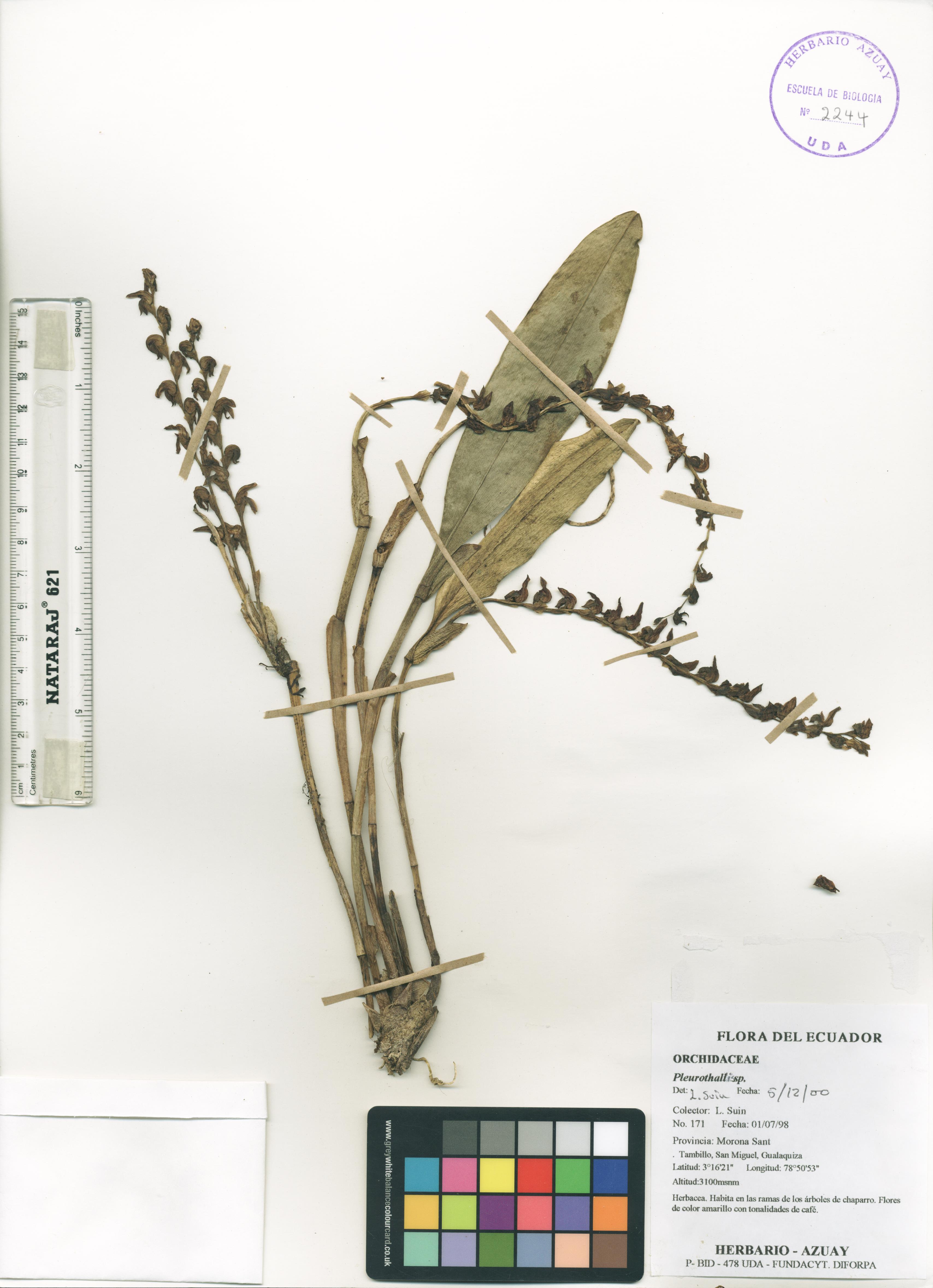 Pleurothallis sp. SIN DETERMINAR