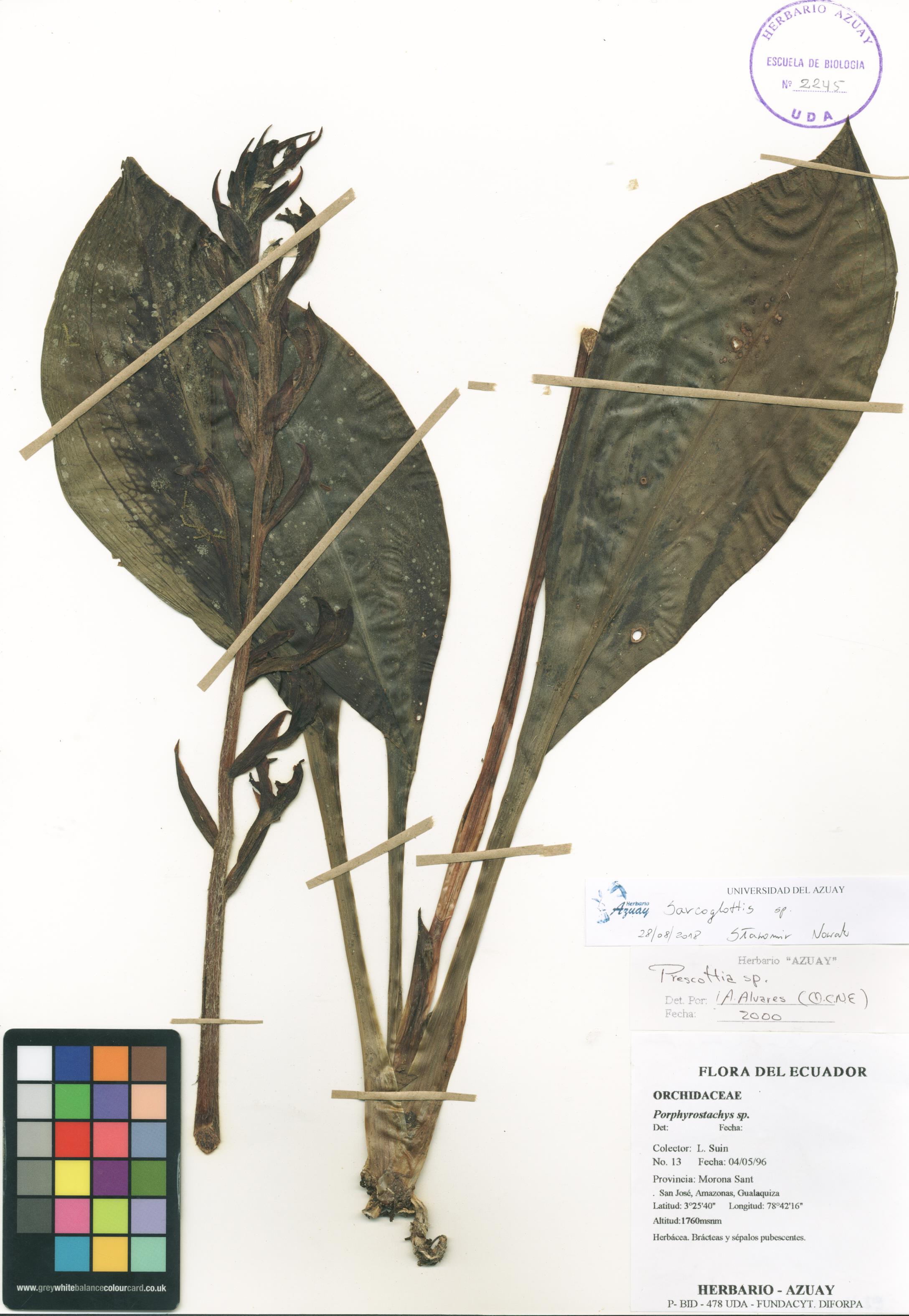 Sarcoglottis sin determinar sin determinar
