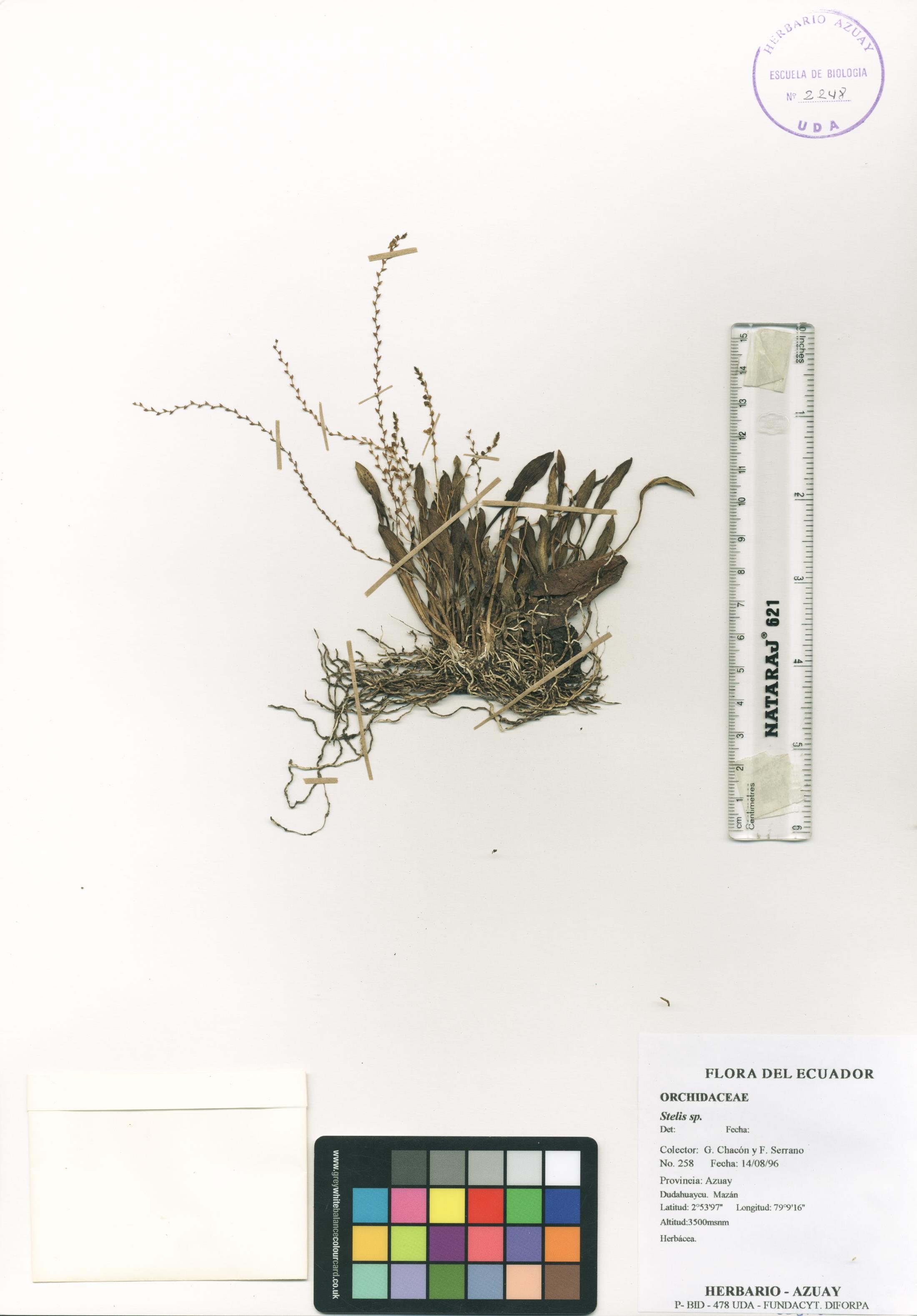 Stelis sp. SIN DETERMINAR