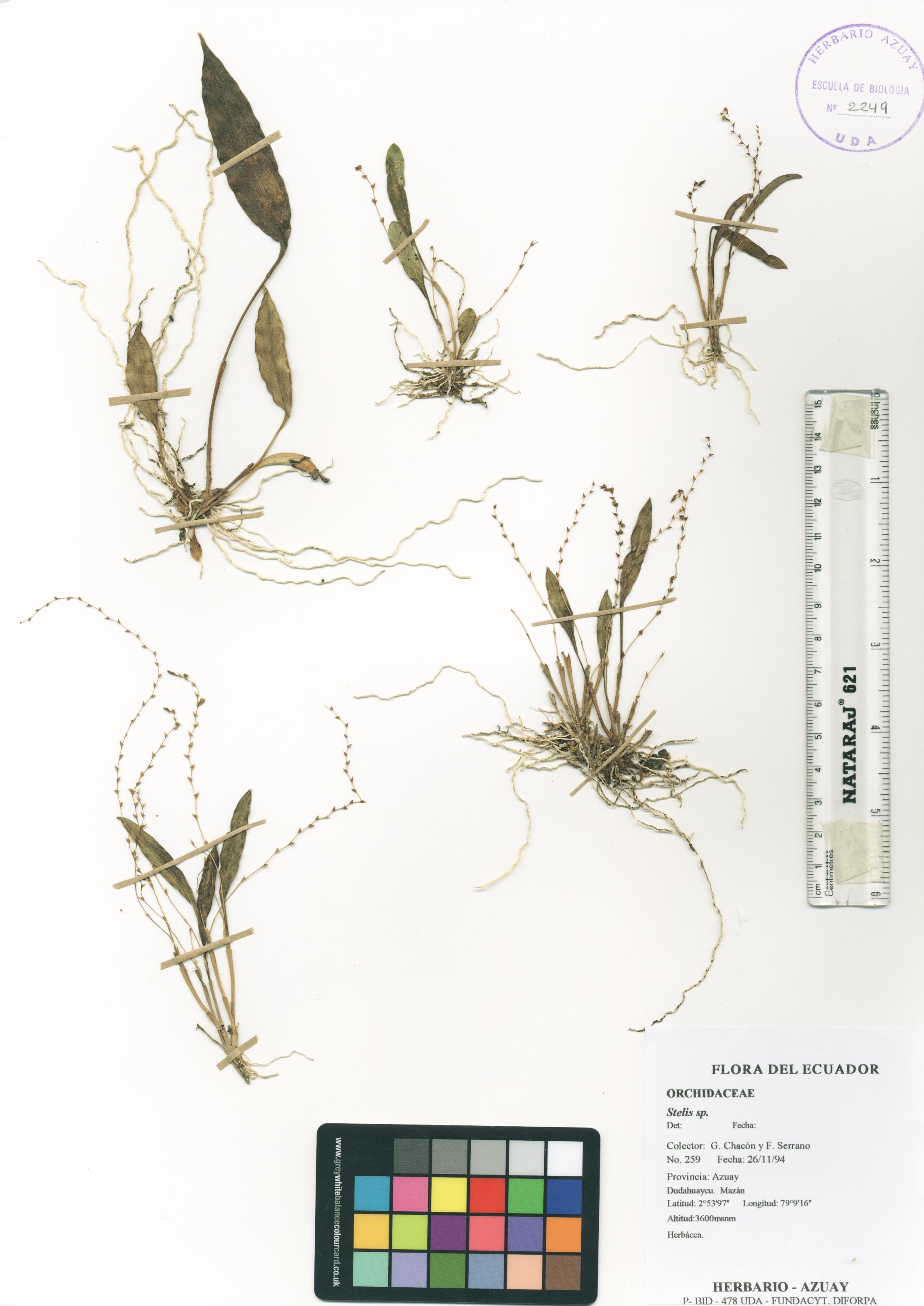 Stelis sp. SIN DETERMINAR