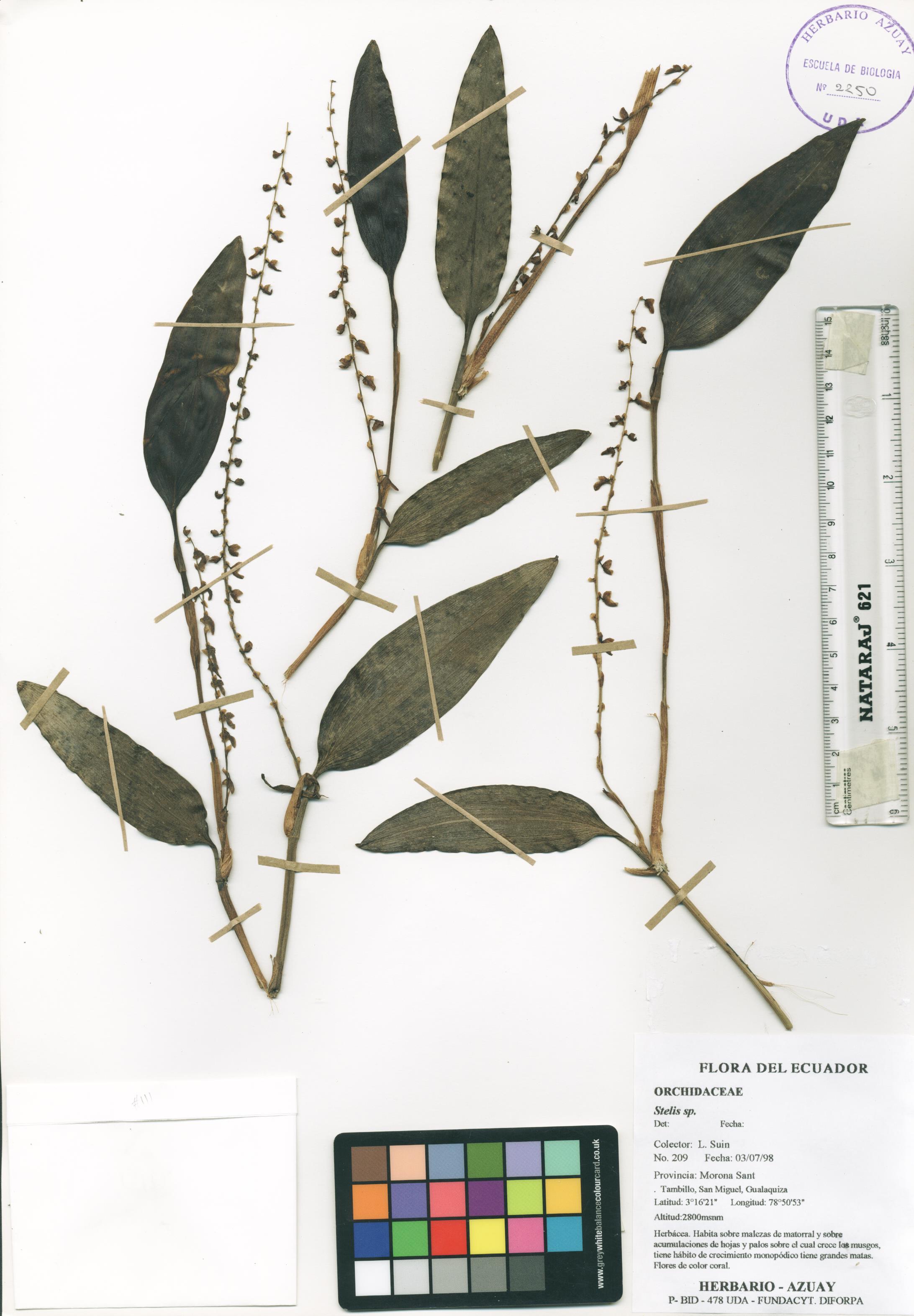 Stelis sp. SIN DETERMINAR