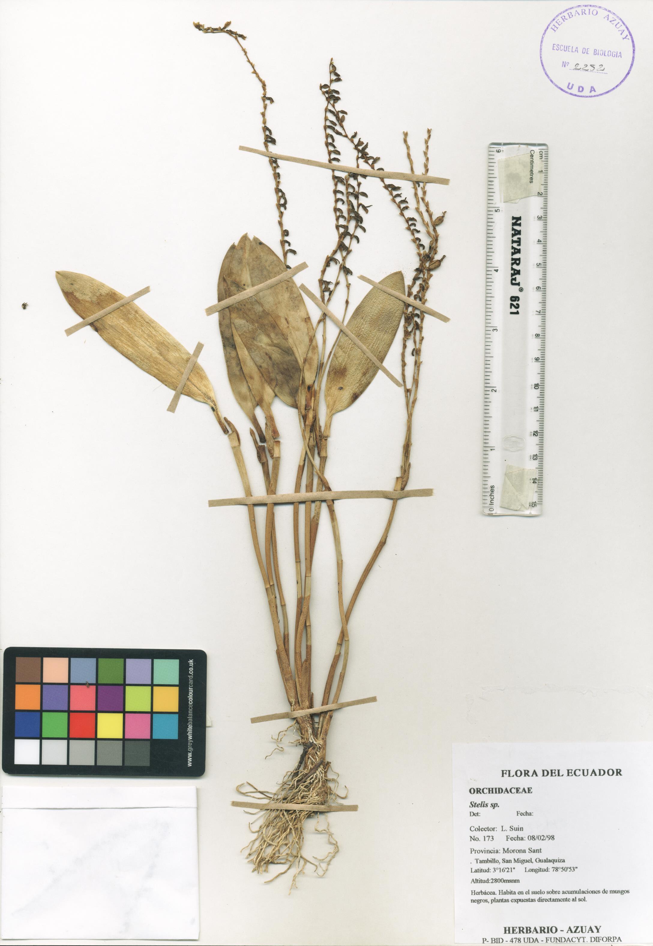 Stelis sp. SIN DETERMINAR