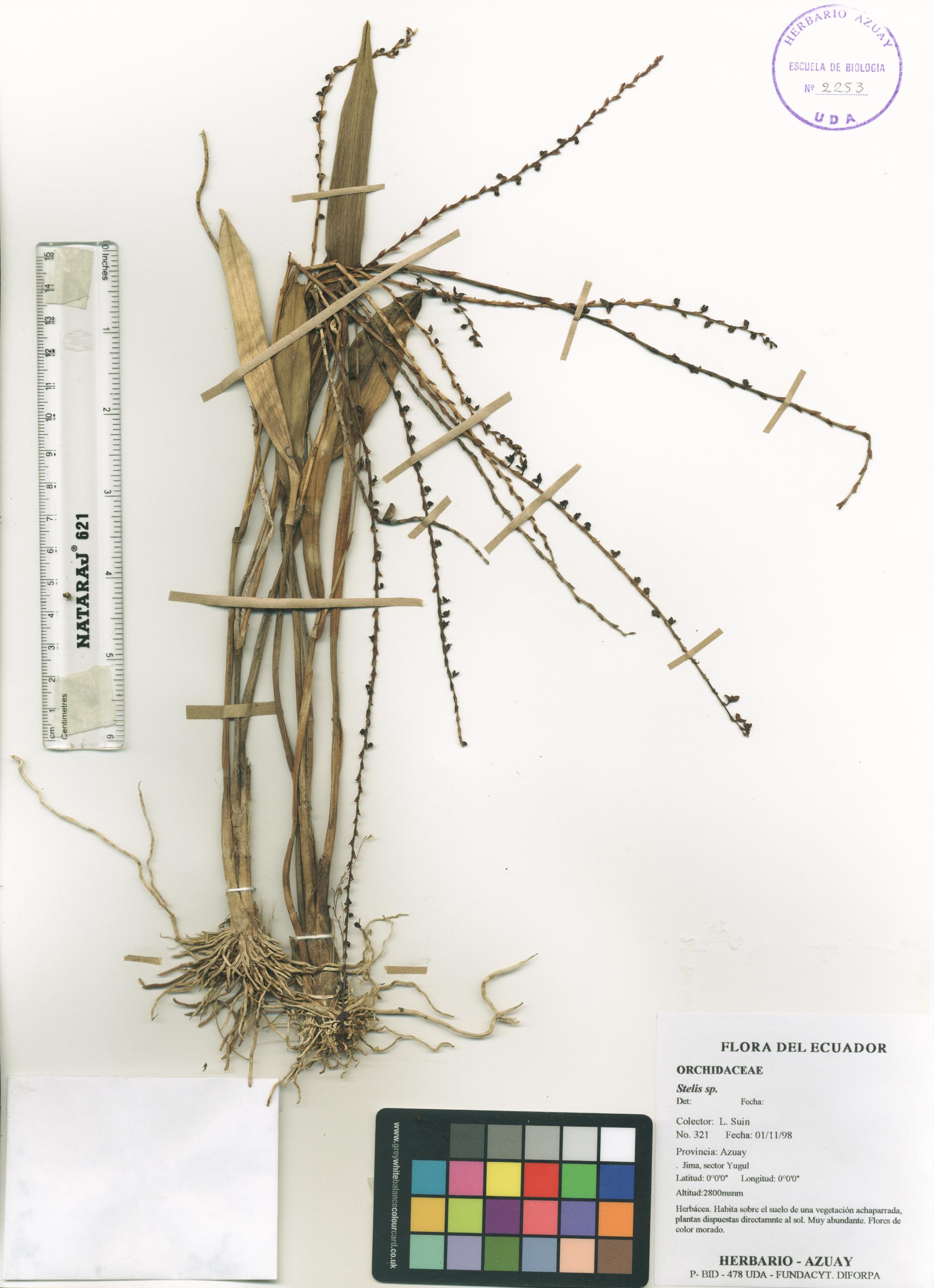 Stelis sp. SIN DETERMINAR
