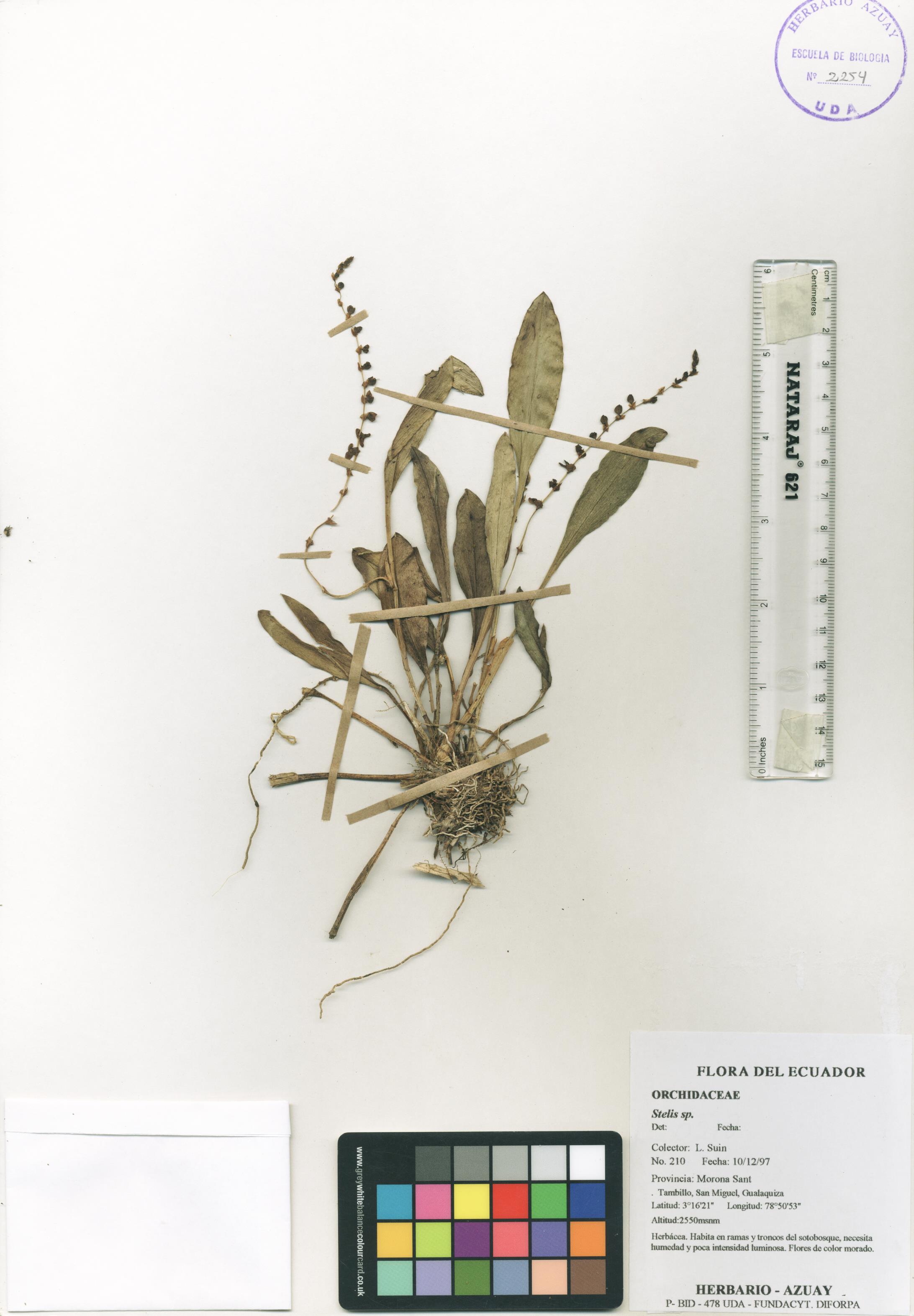 Stelis sp. SIN DETERMINAR