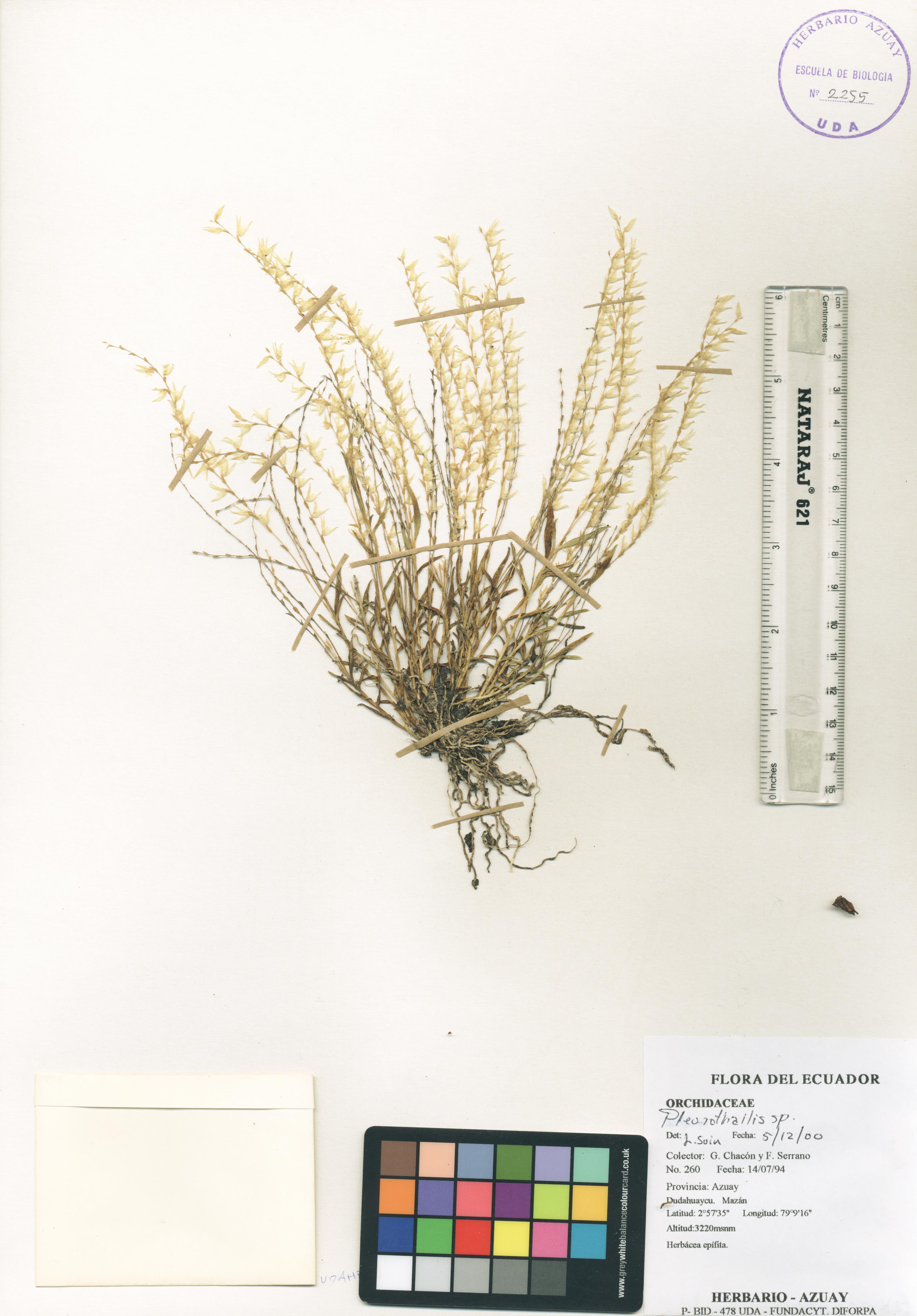 Pleurothallis sp. SIN DETERMINAR