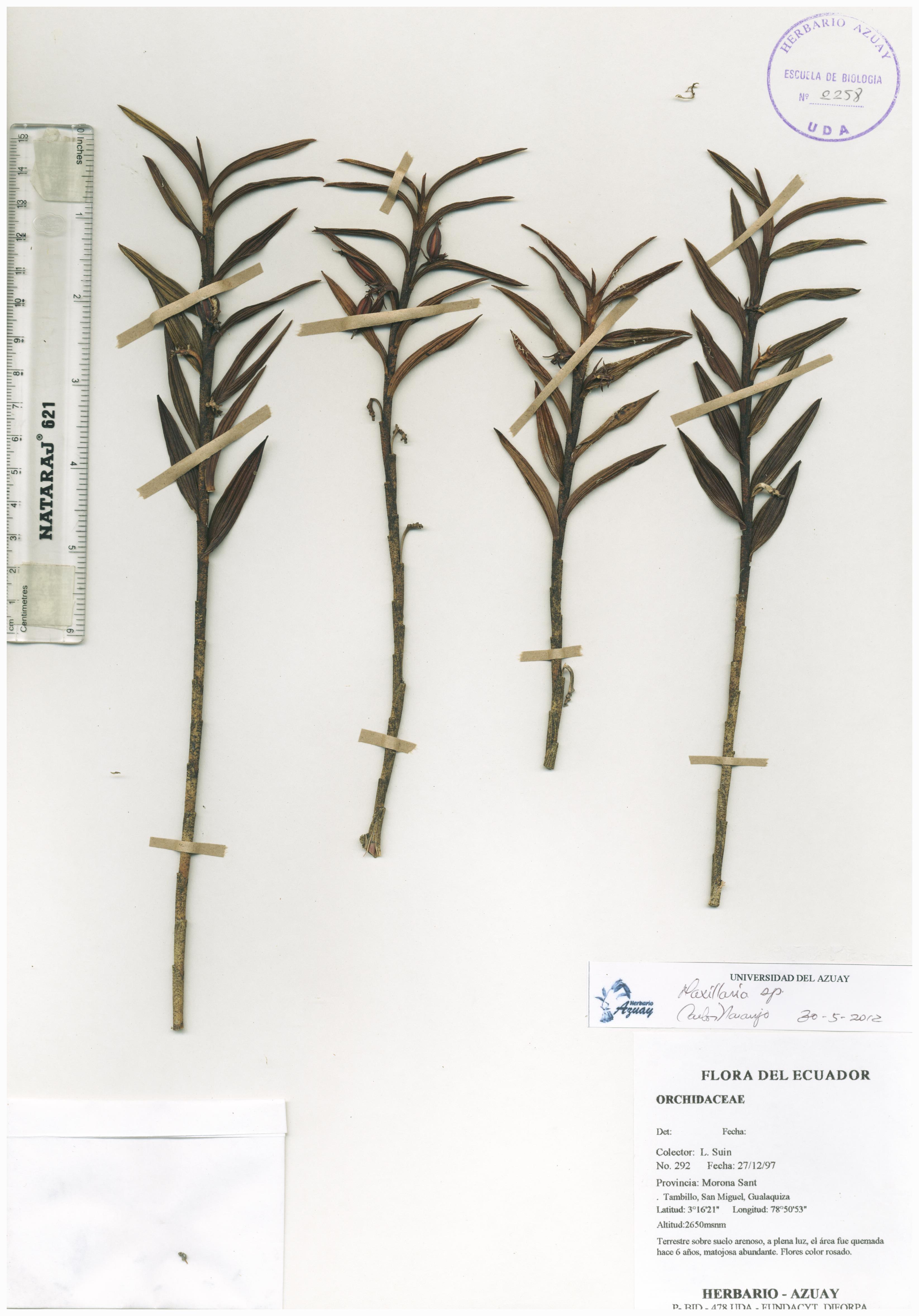 Maxillaria sin determinar sin determinar