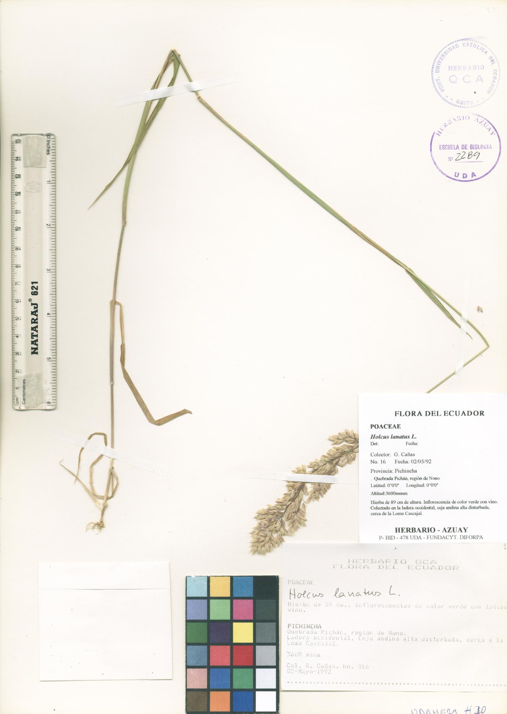 Holcus lanatus L.