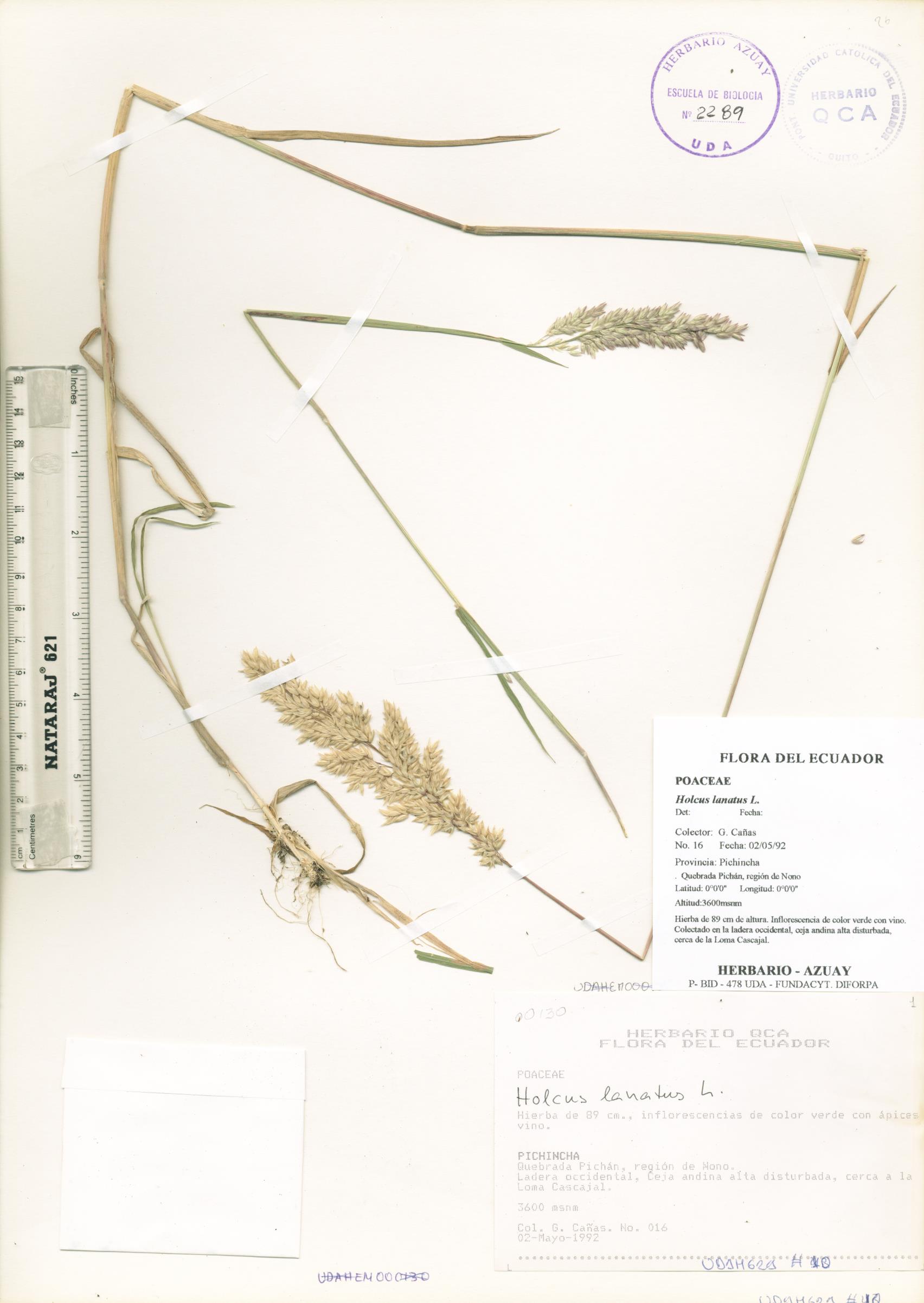 Holcus lanatus L.