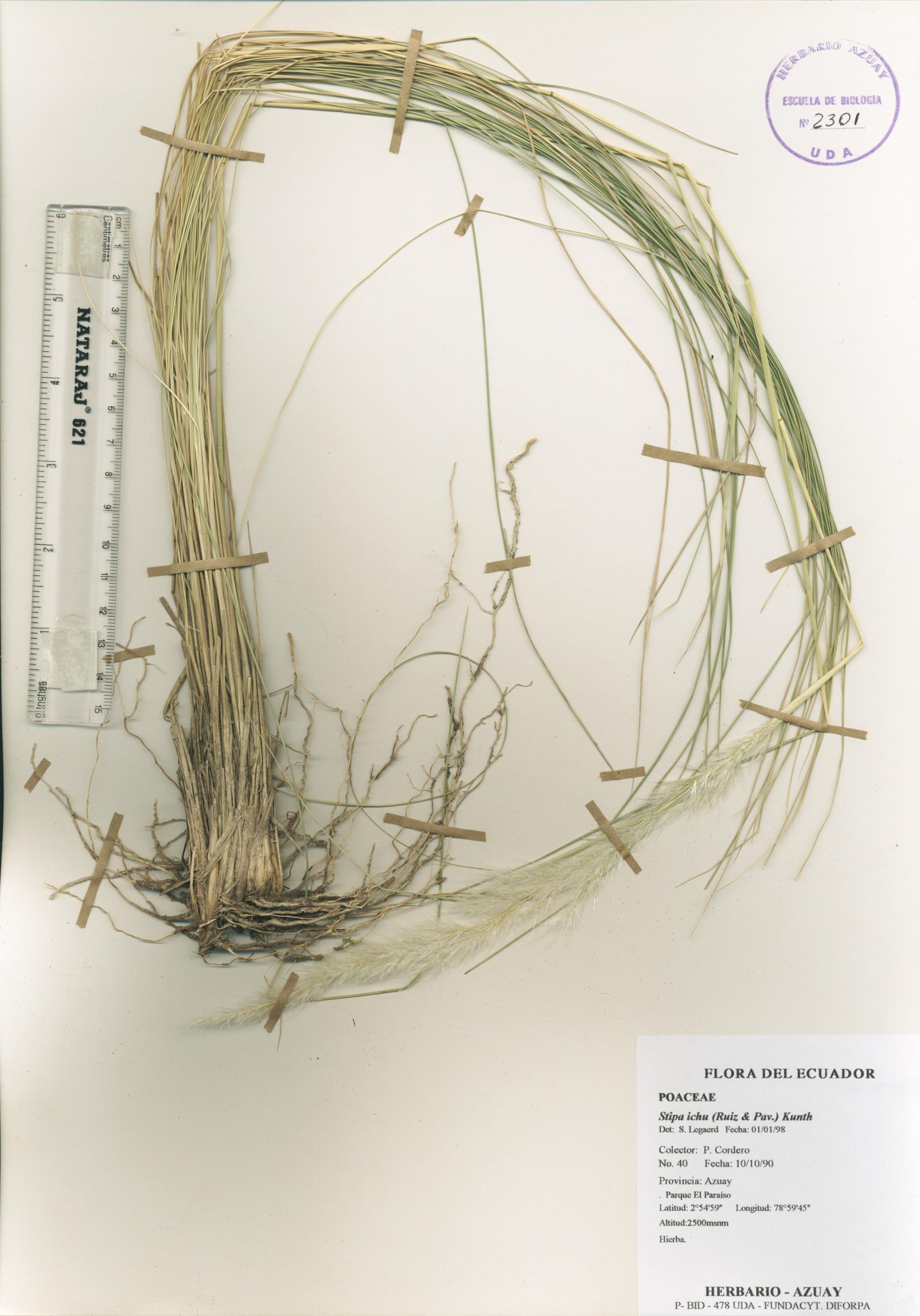 Stipa ichu (Ruiz & Pav.) Kunth