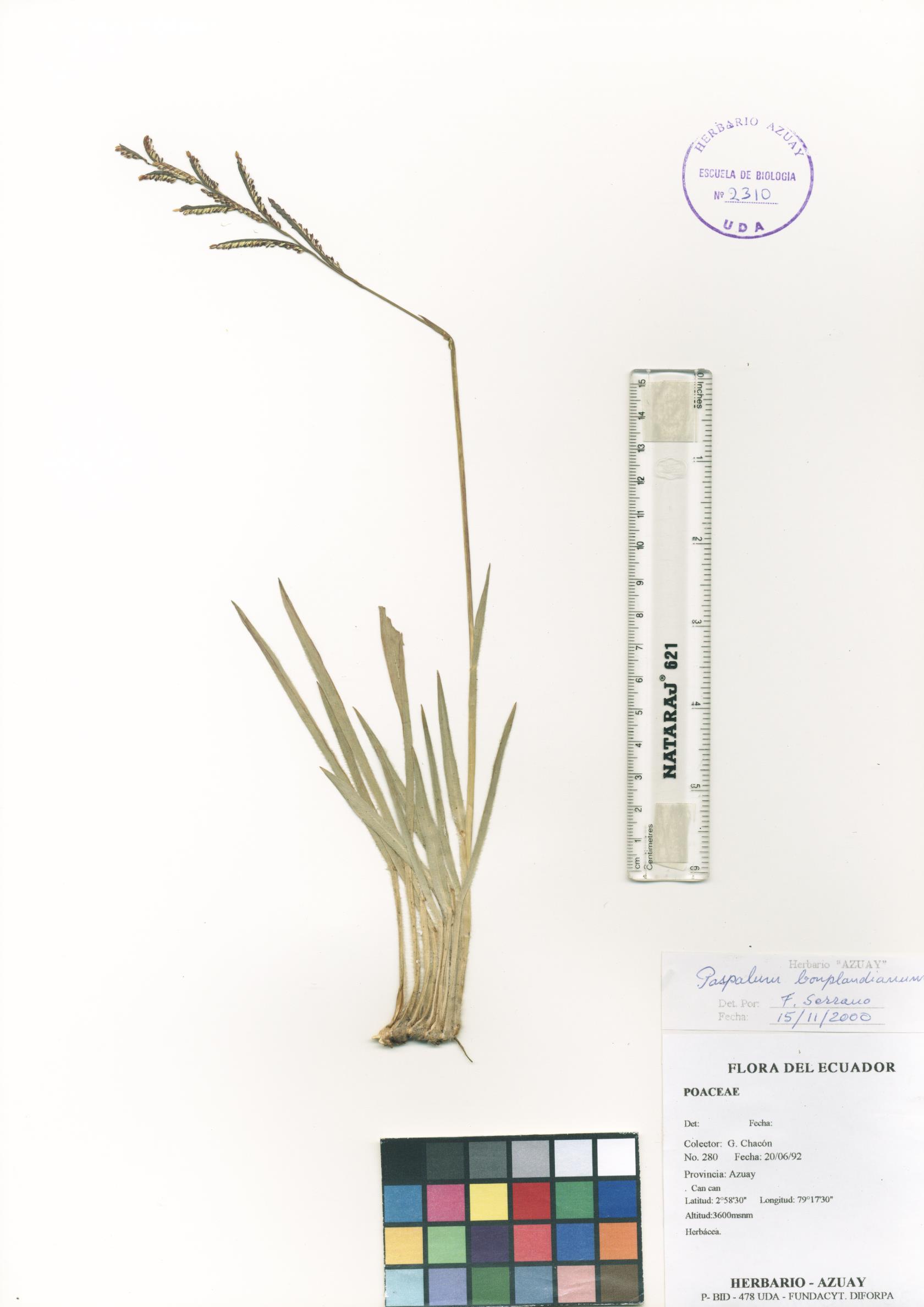 Paspalum bonplandianum Flüggé
