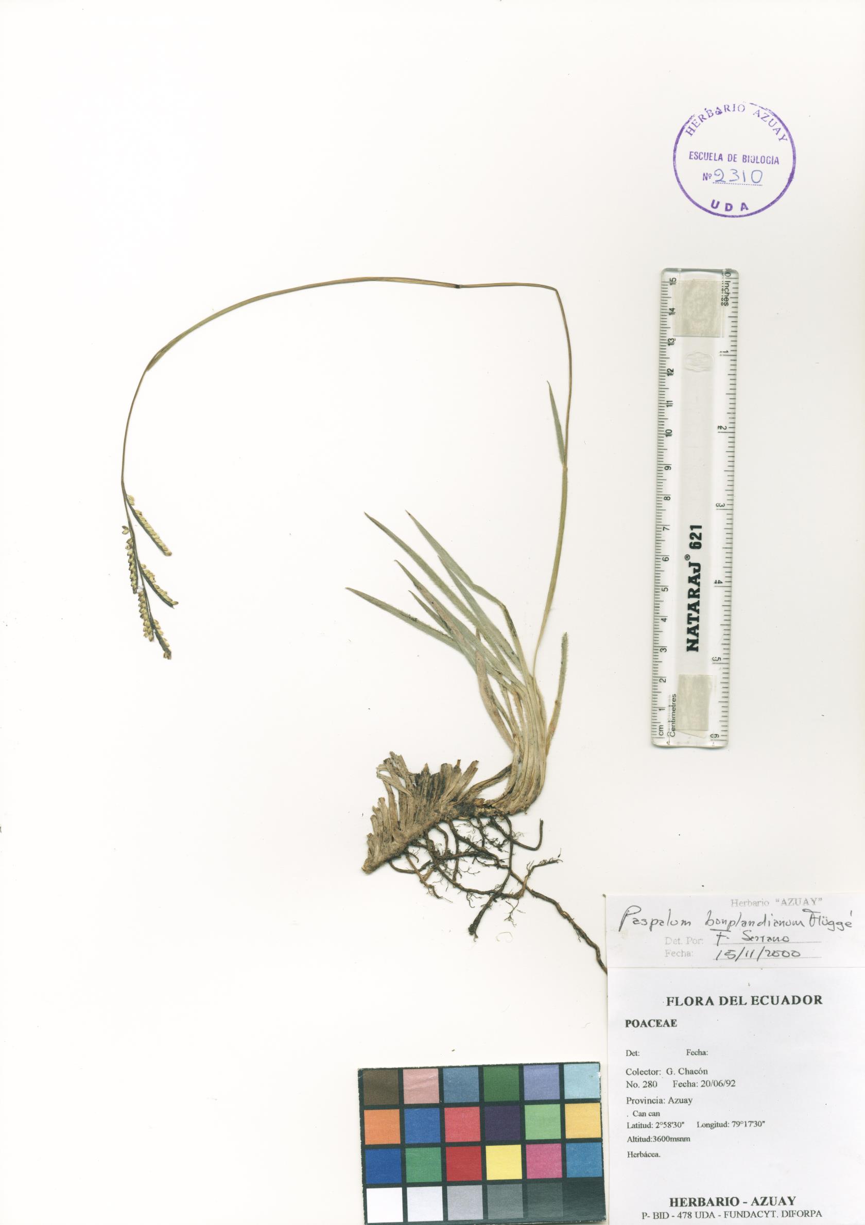 Paspalum bonplandianum Flüggé