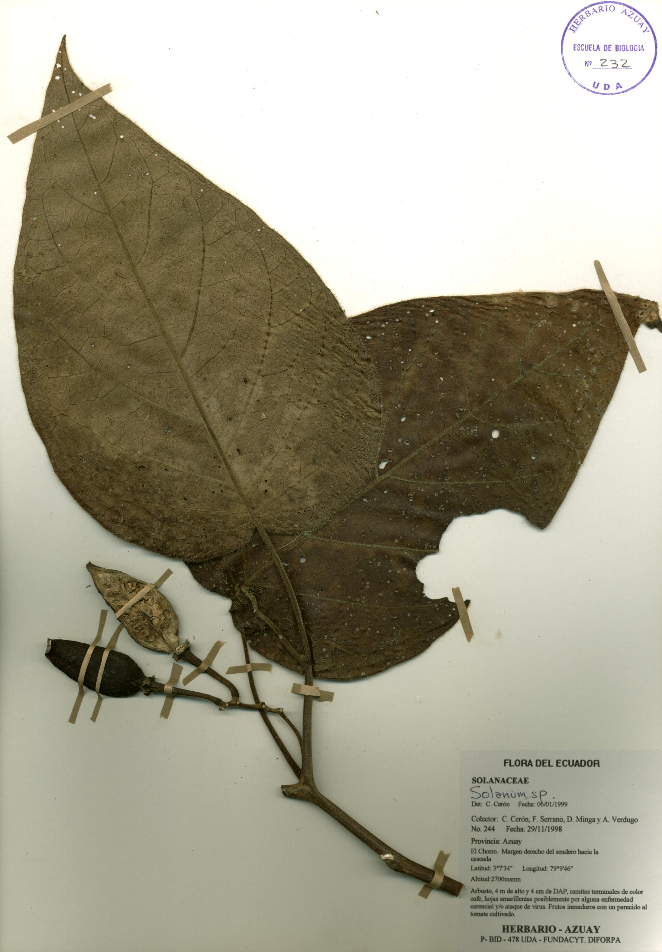 Solanum sp. SIN DETERMINAR