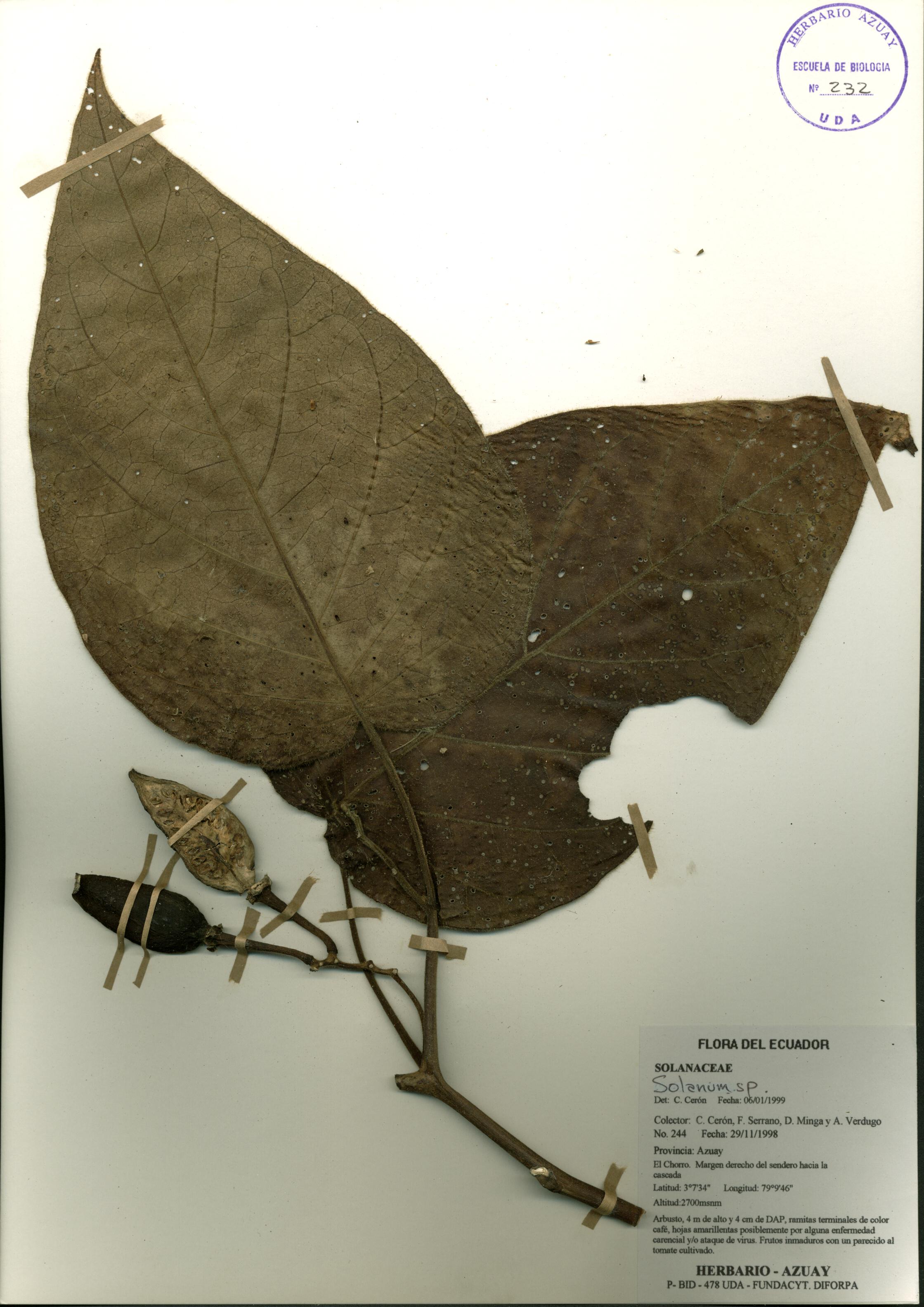 Solanum sp. SIN DETERMINAR