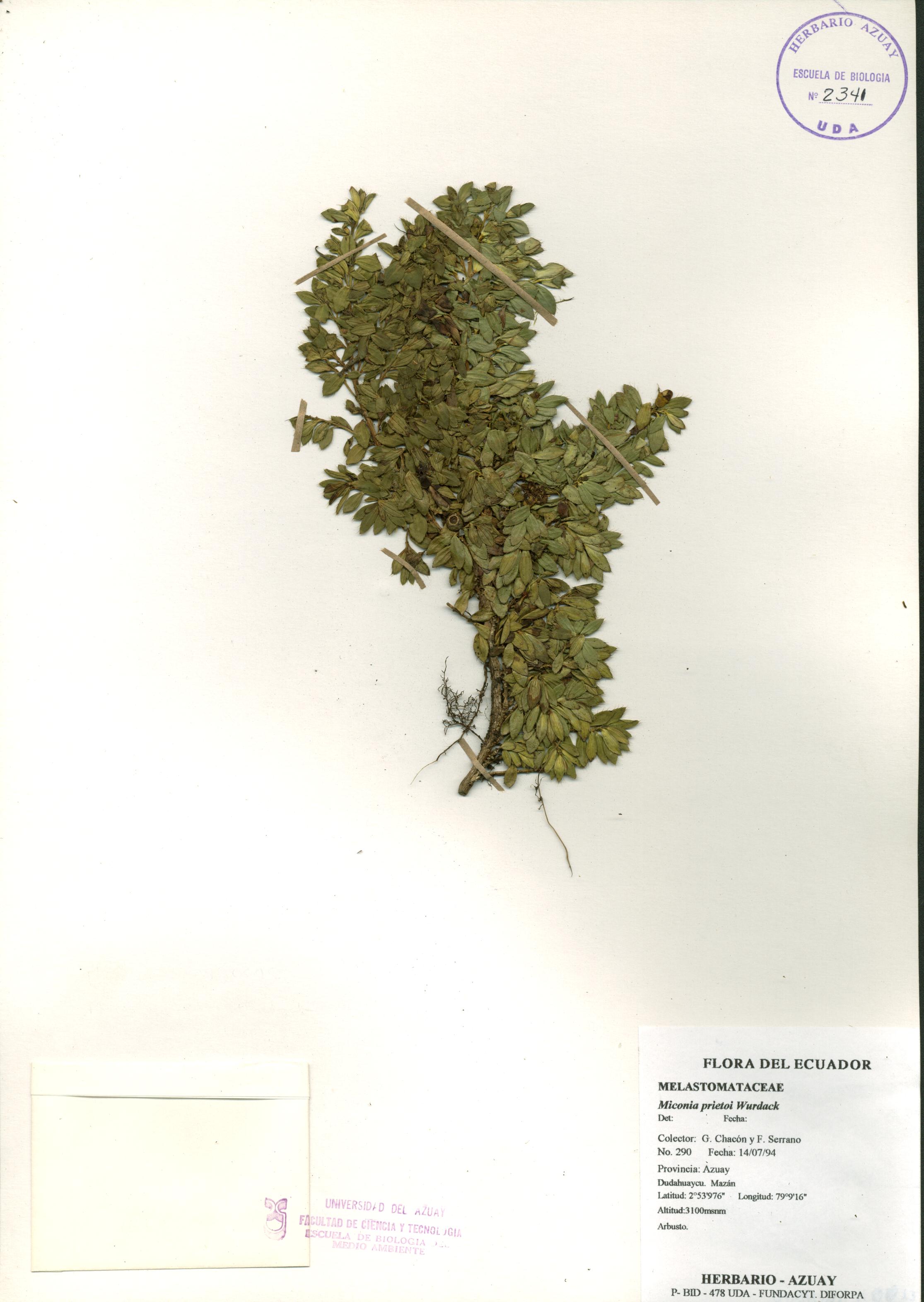 Miconia prietoi Wurdack