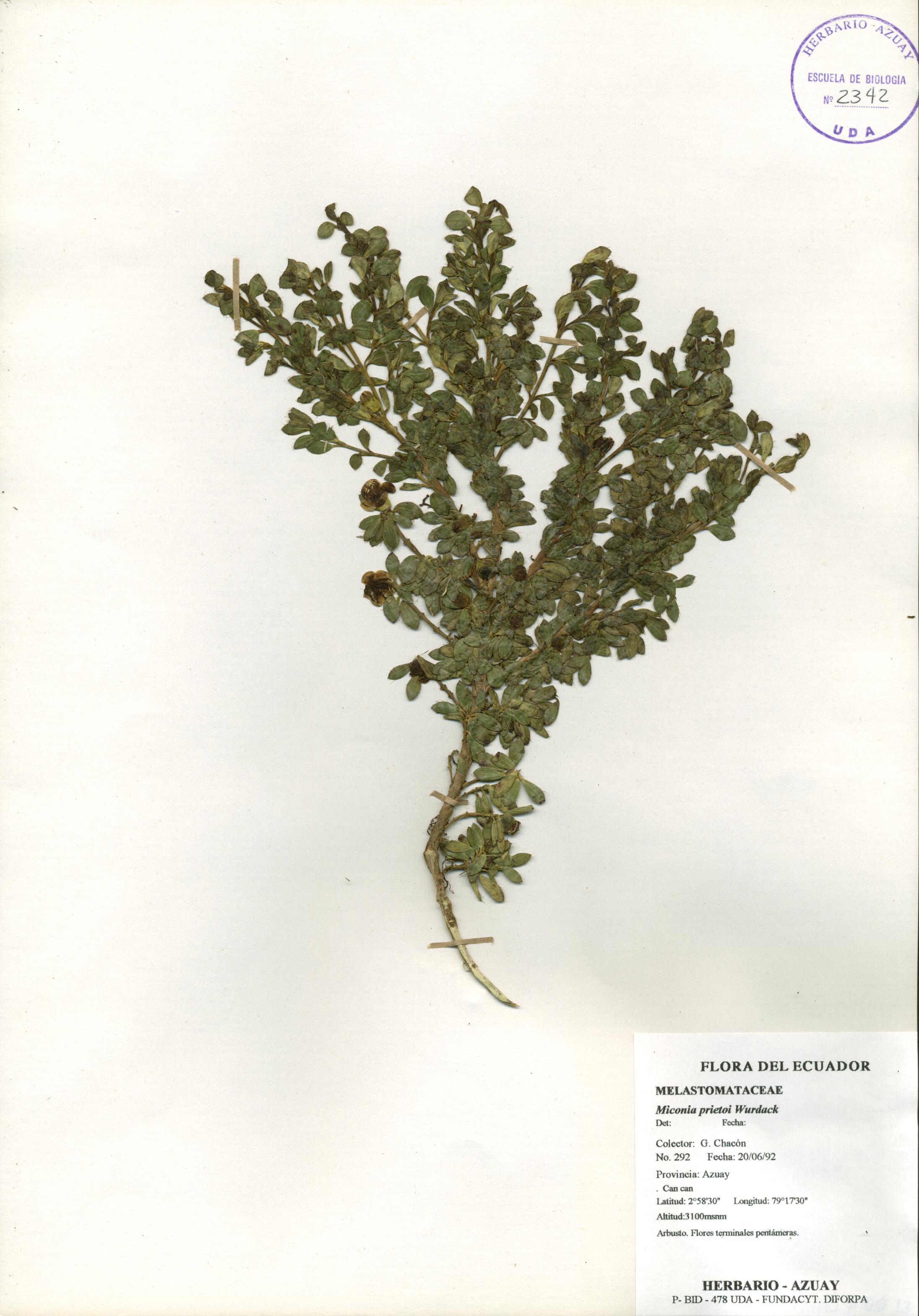 Miconia prietoi Wurdack