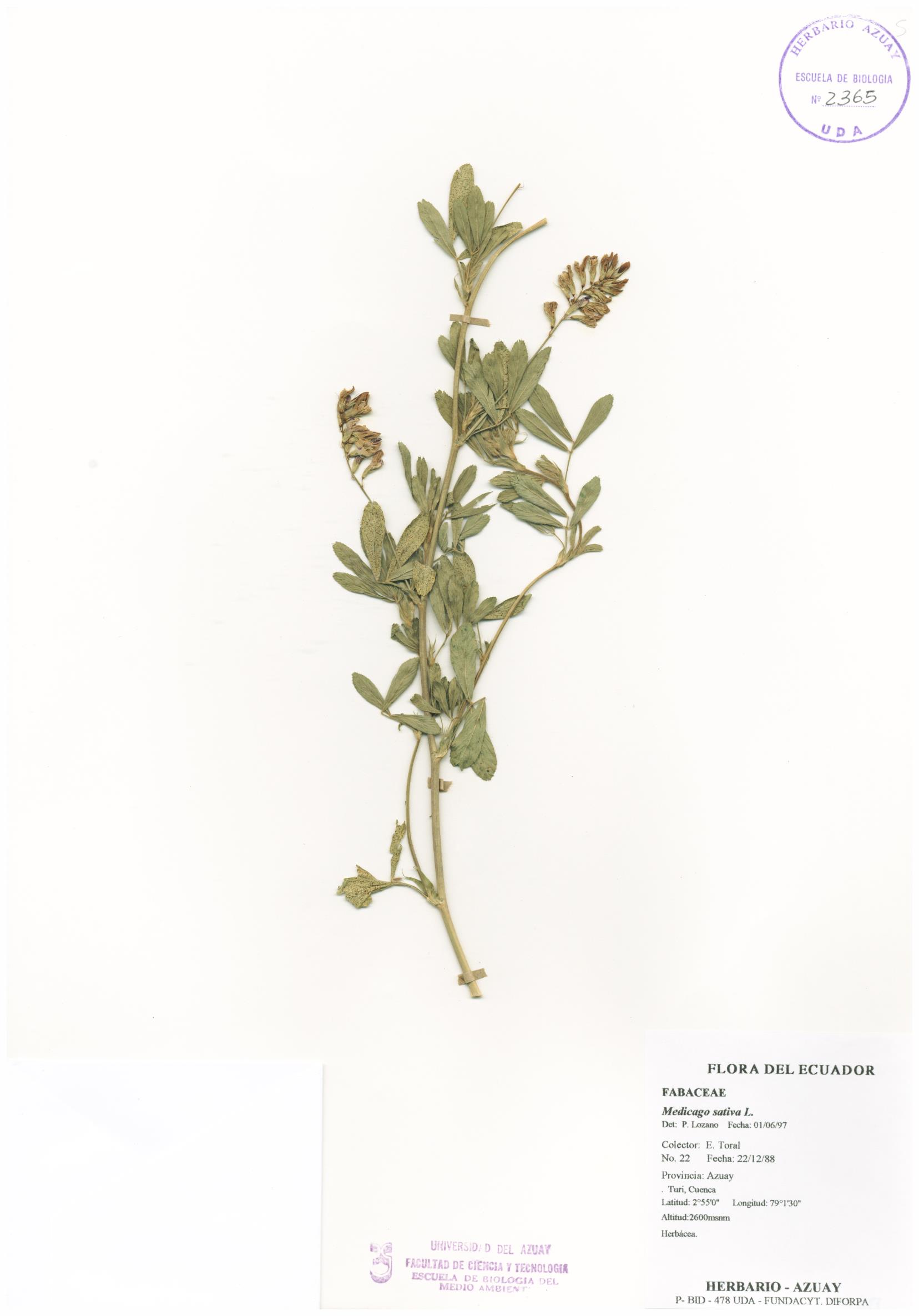 Medicago sativa L.