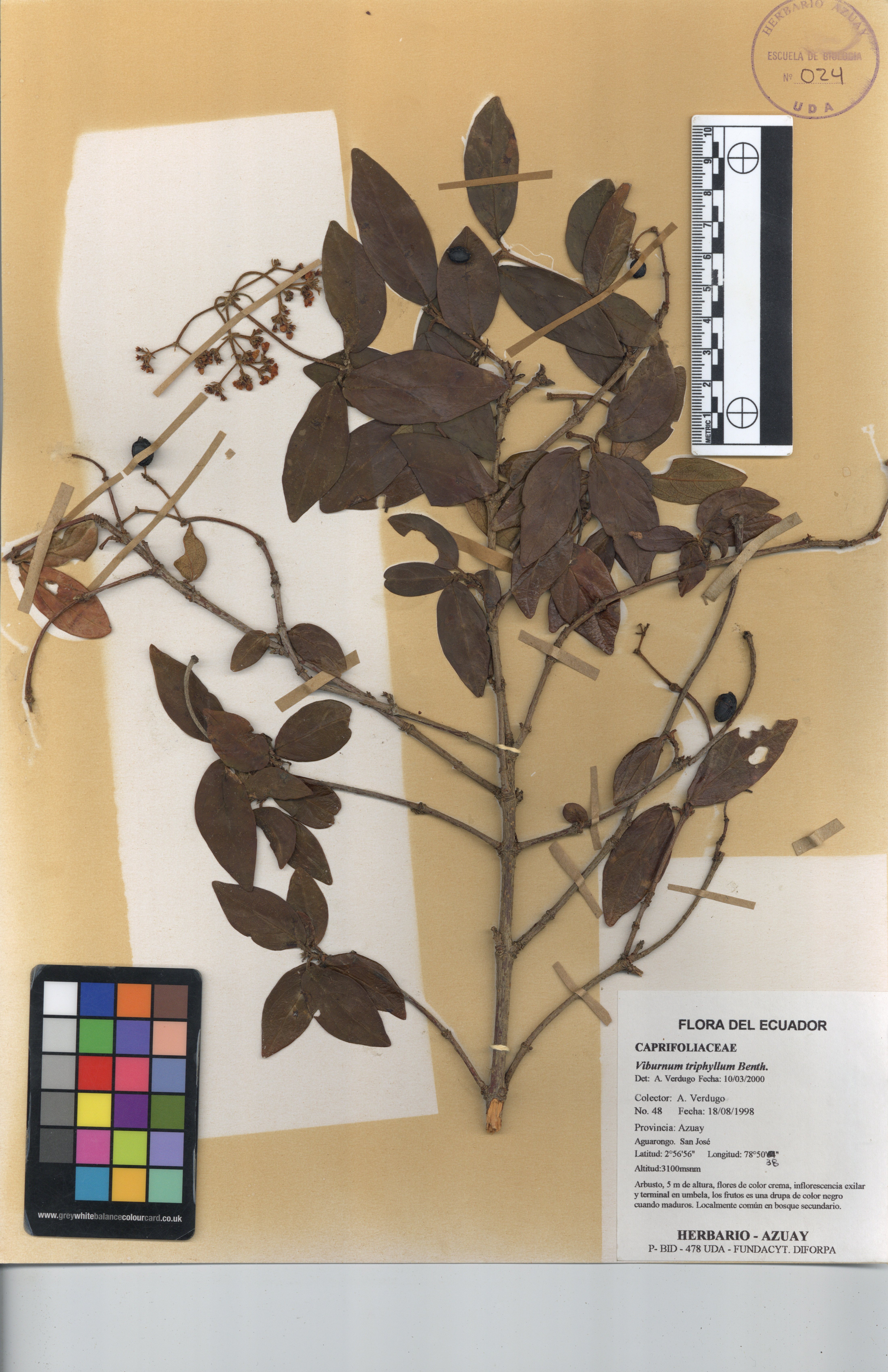 Viburnum triphyllum Benth.