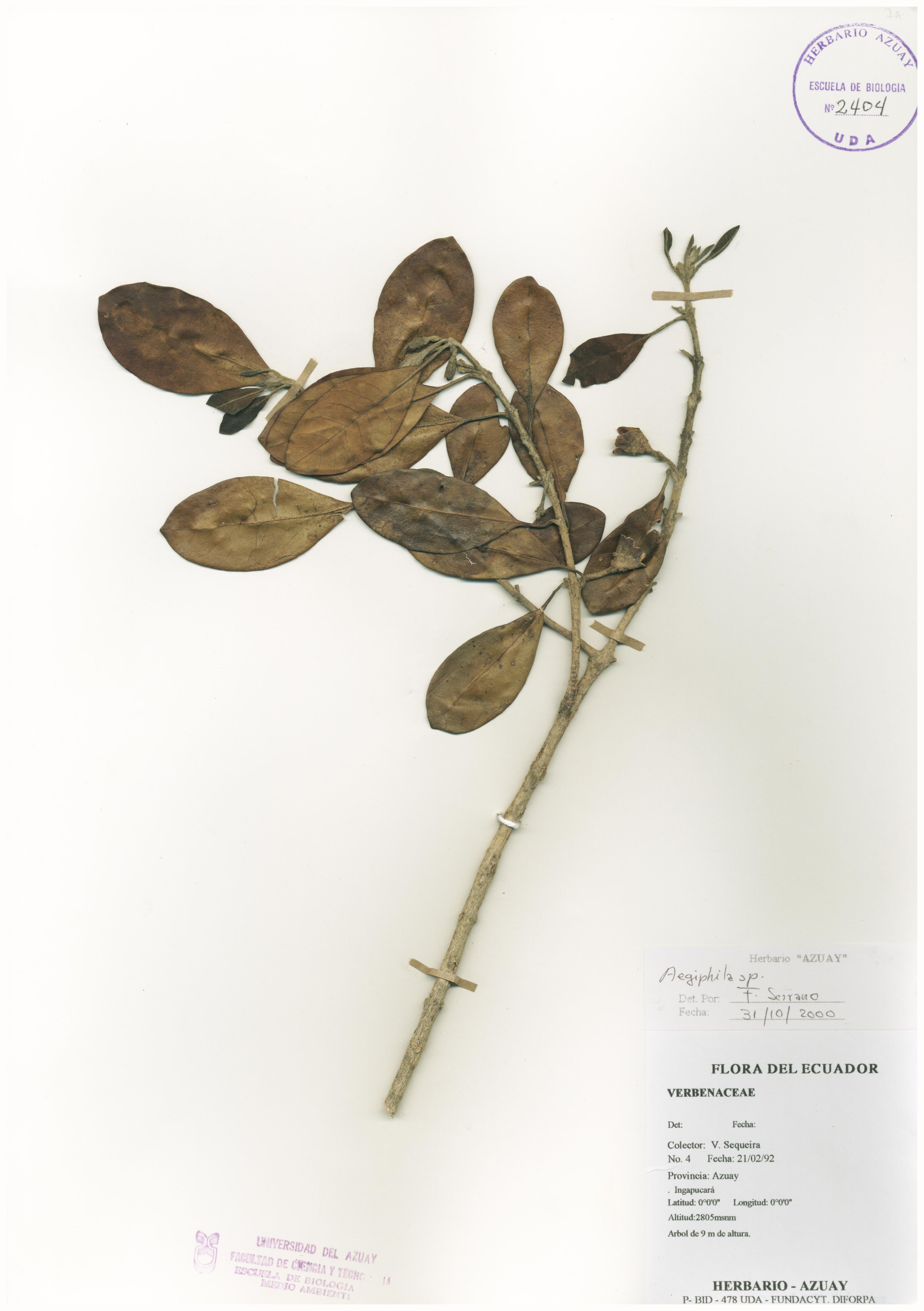 Aegiphila sp. SIN DETERMINAR